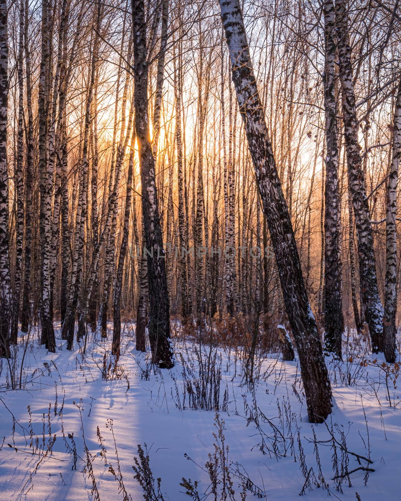 Sunset or sunrise in a birch grove with a winter snow on earth. Rows of birch trunks with the sun's rays passing through them.