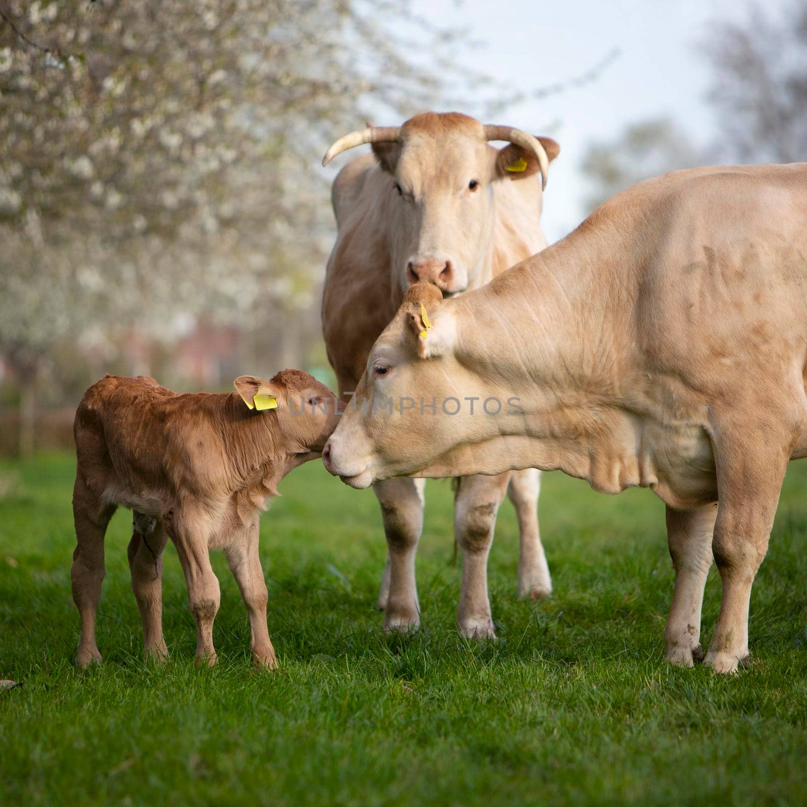 blonde d'aquitaine cows and calf in spring meadow with blossoming trees under blue sky in the netherlands