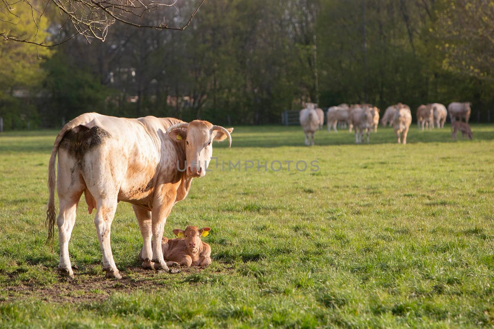 cows and calf in spring meadow with blossoming trees under blue sky by ahavelaar