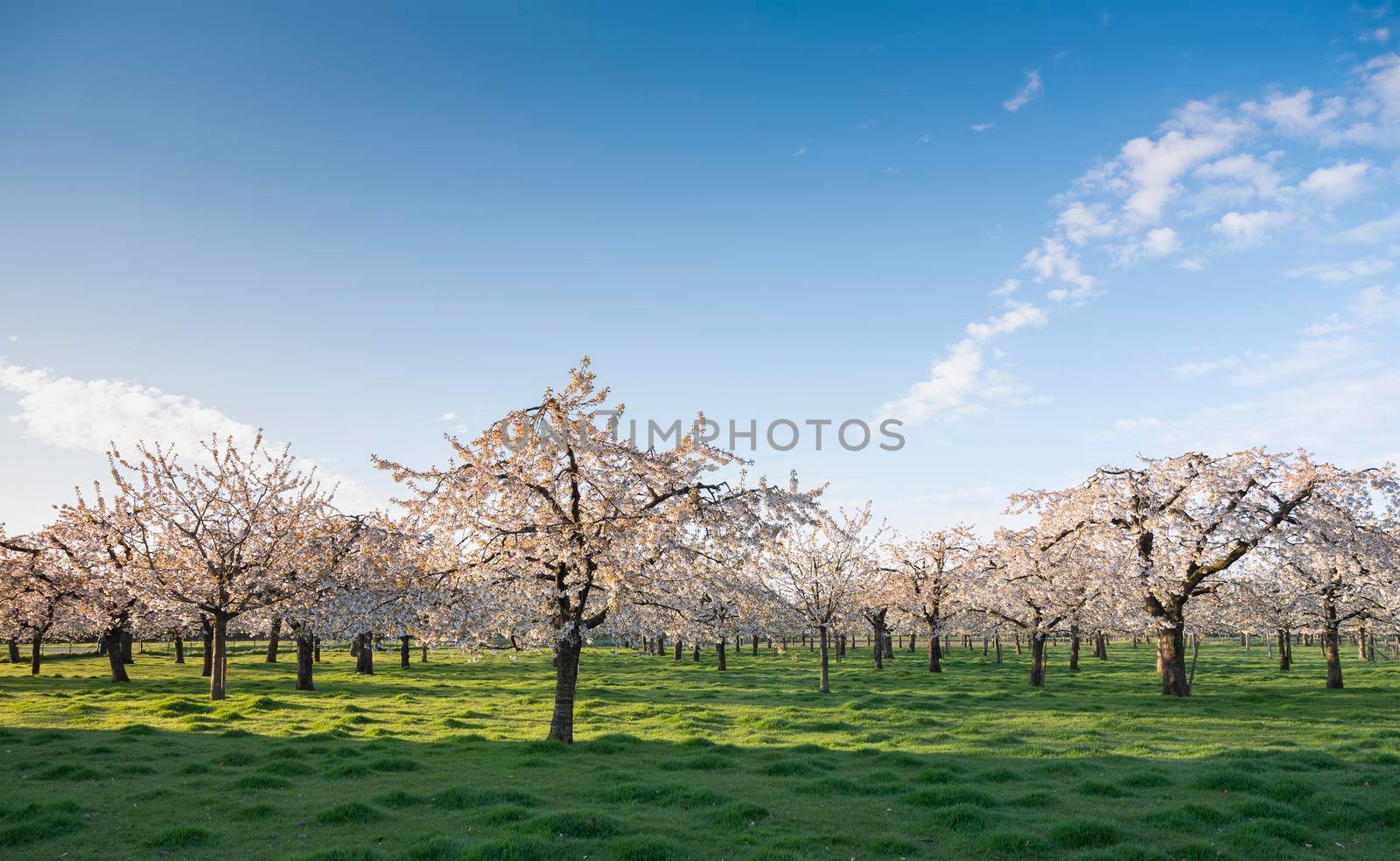 orchard with blossoming cherry trees under blue sky in spring by ahavelaar