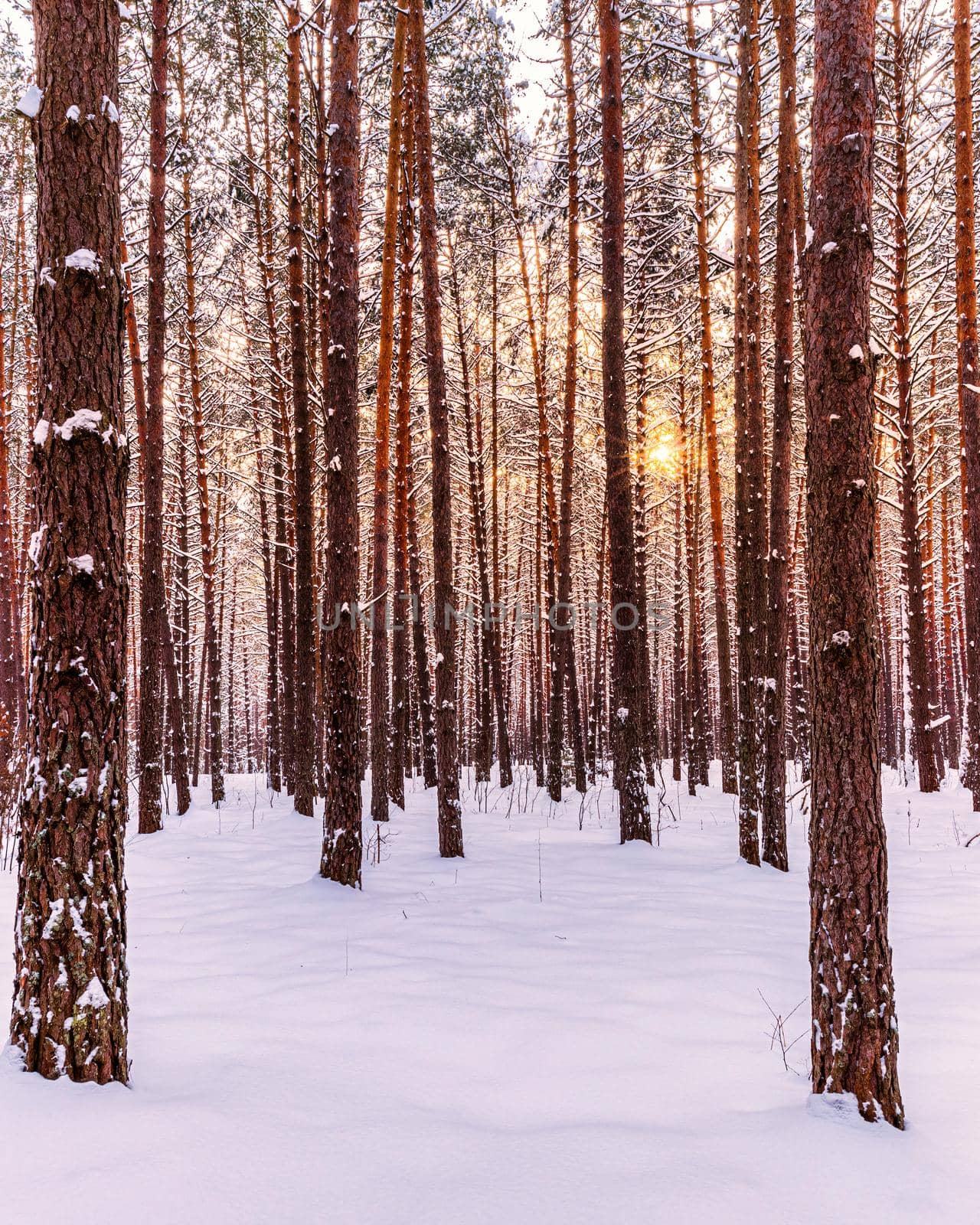 Sunset or sunrise in the winter pine forest covered with a snow. Sunbeams shining through the pine trunks.