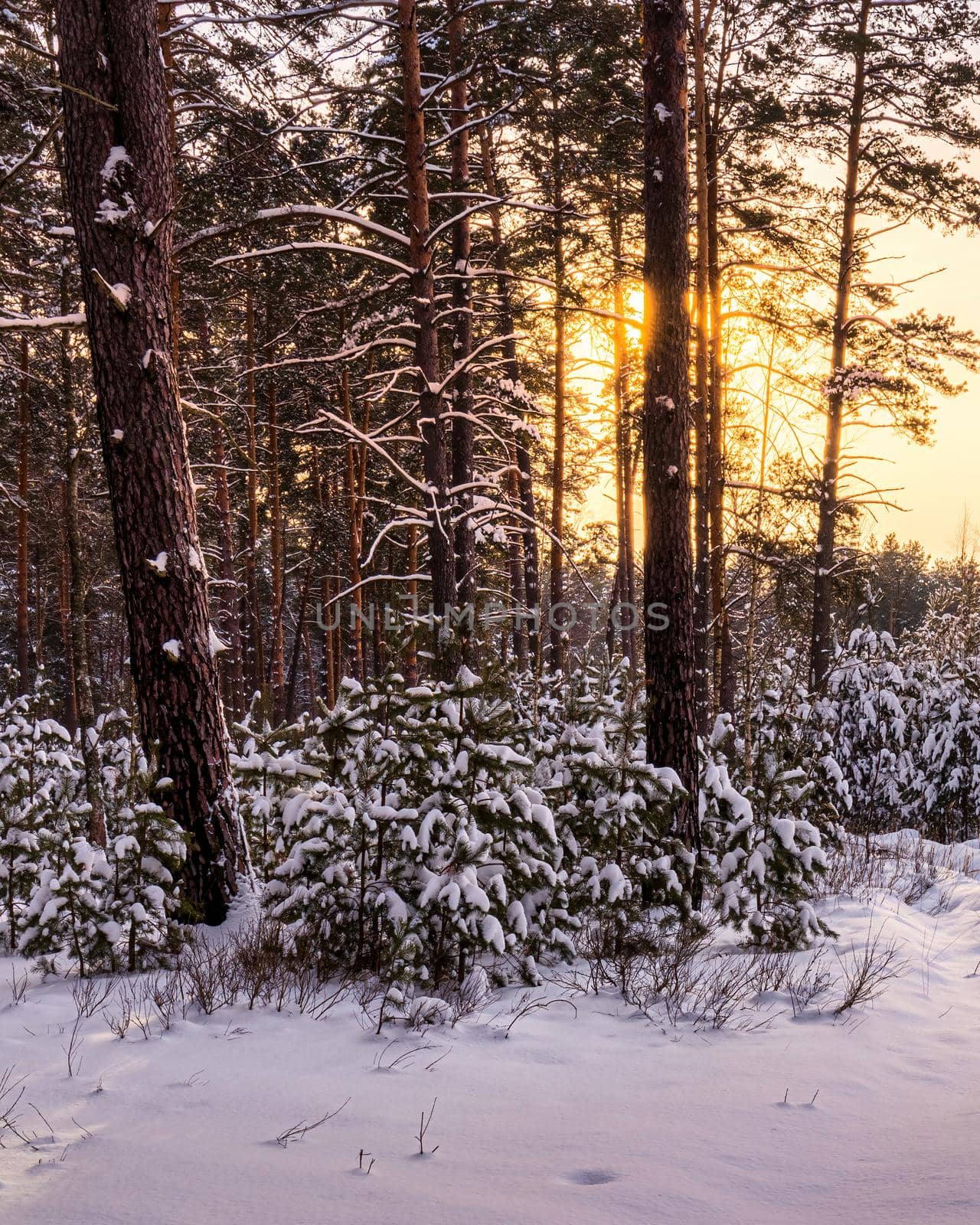 Sunset or sunrise in the winter pine forest covered with a snow. Young pine trees among the old trunks..