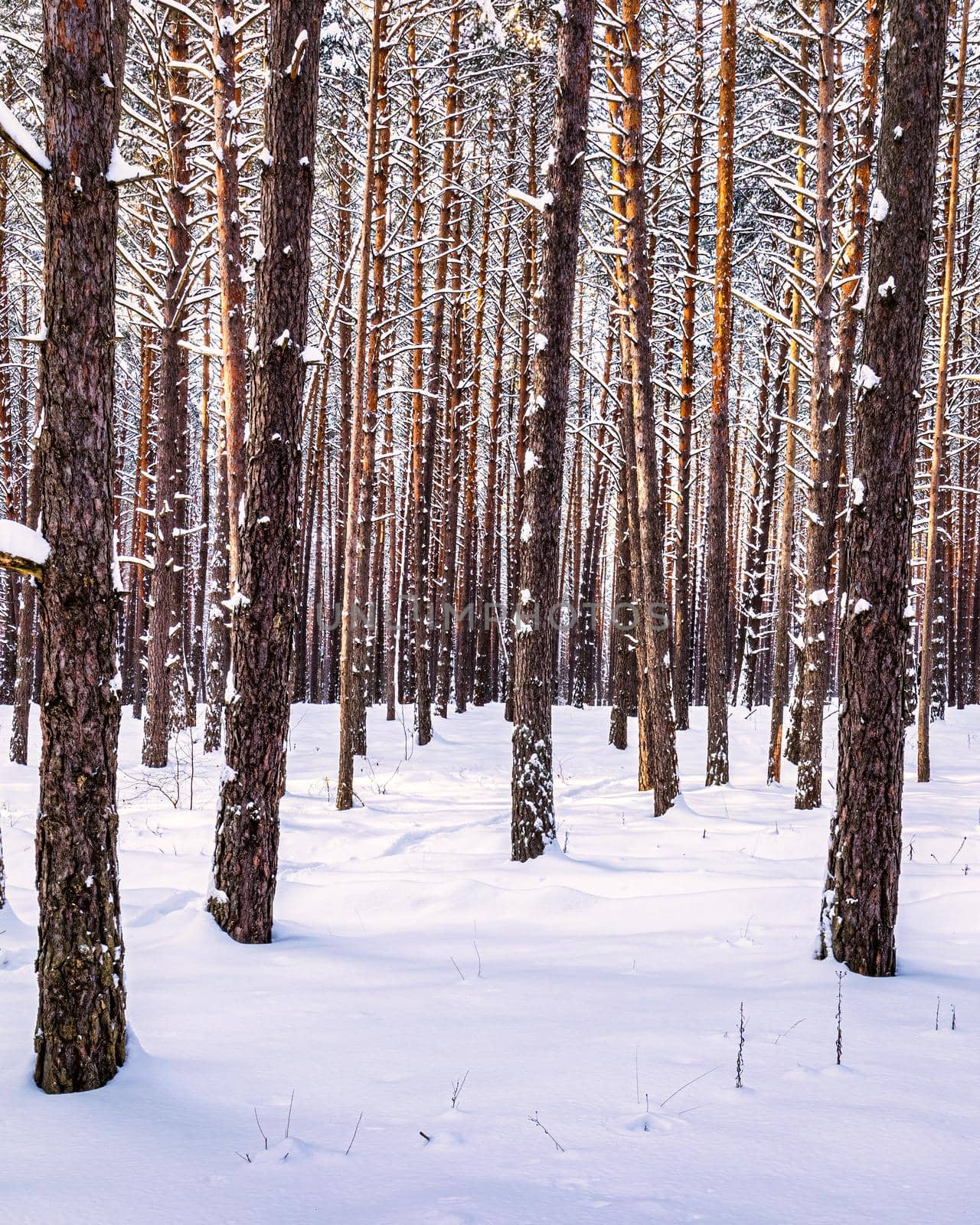 Winter pine forest on a sunny day, covered with snow. Rows of pine trunks.