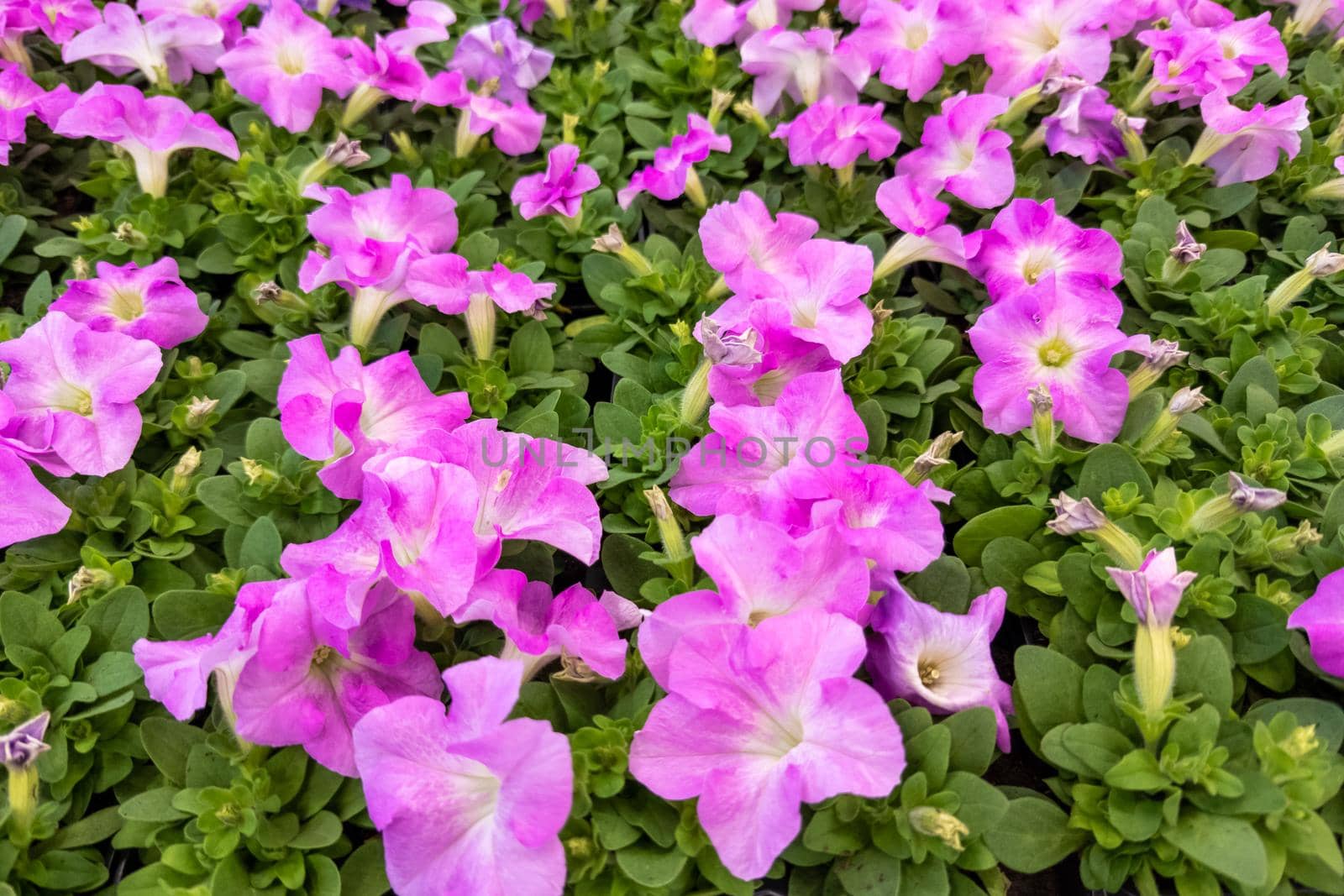 full frame background of pink petunia plants blooming - close-up with selective focus.