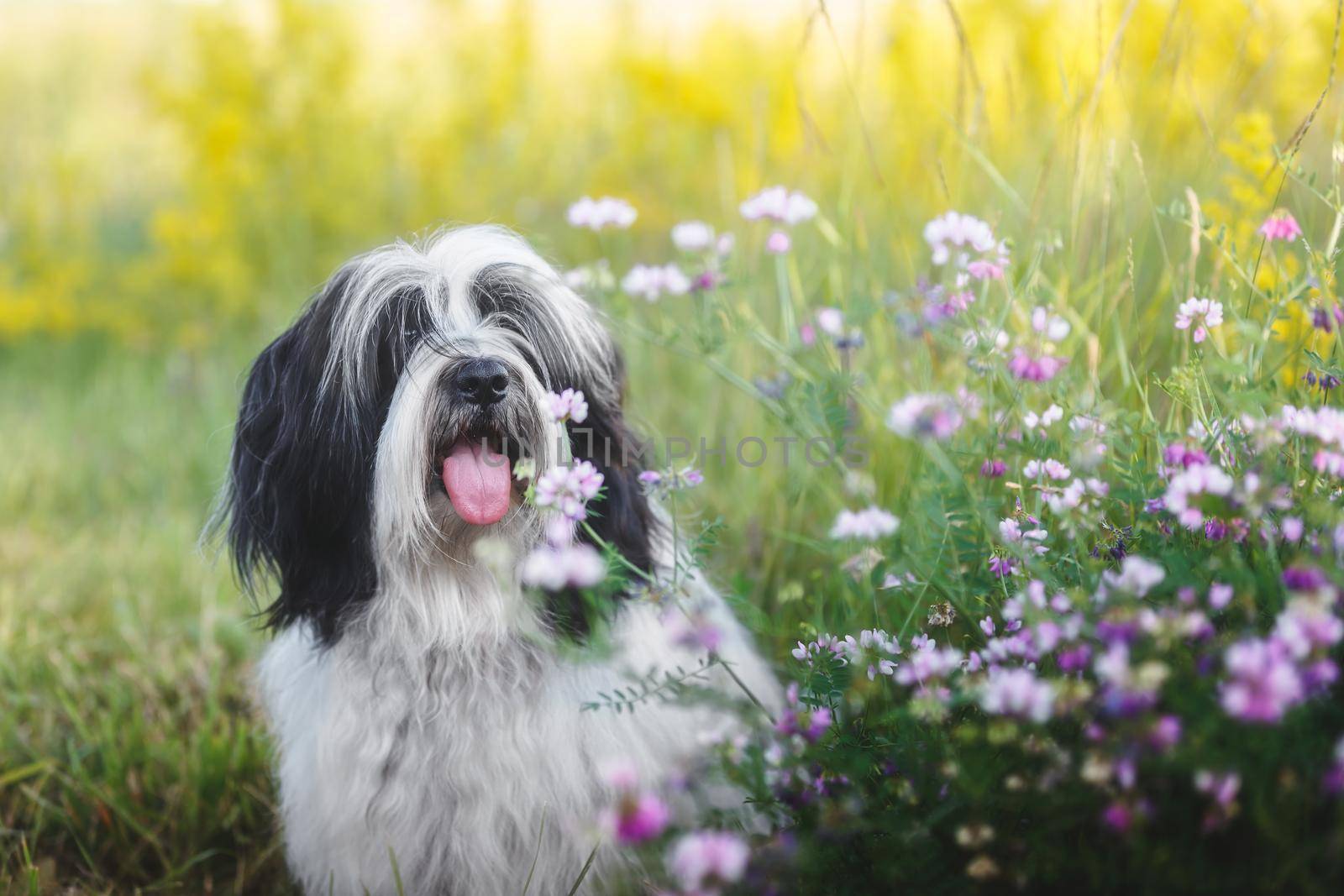 Beautiful Tibetan terrier dog  sitting outside among wildflowers selective focus. He is sticking his tongue out. Selective focus, blank space by Slast20