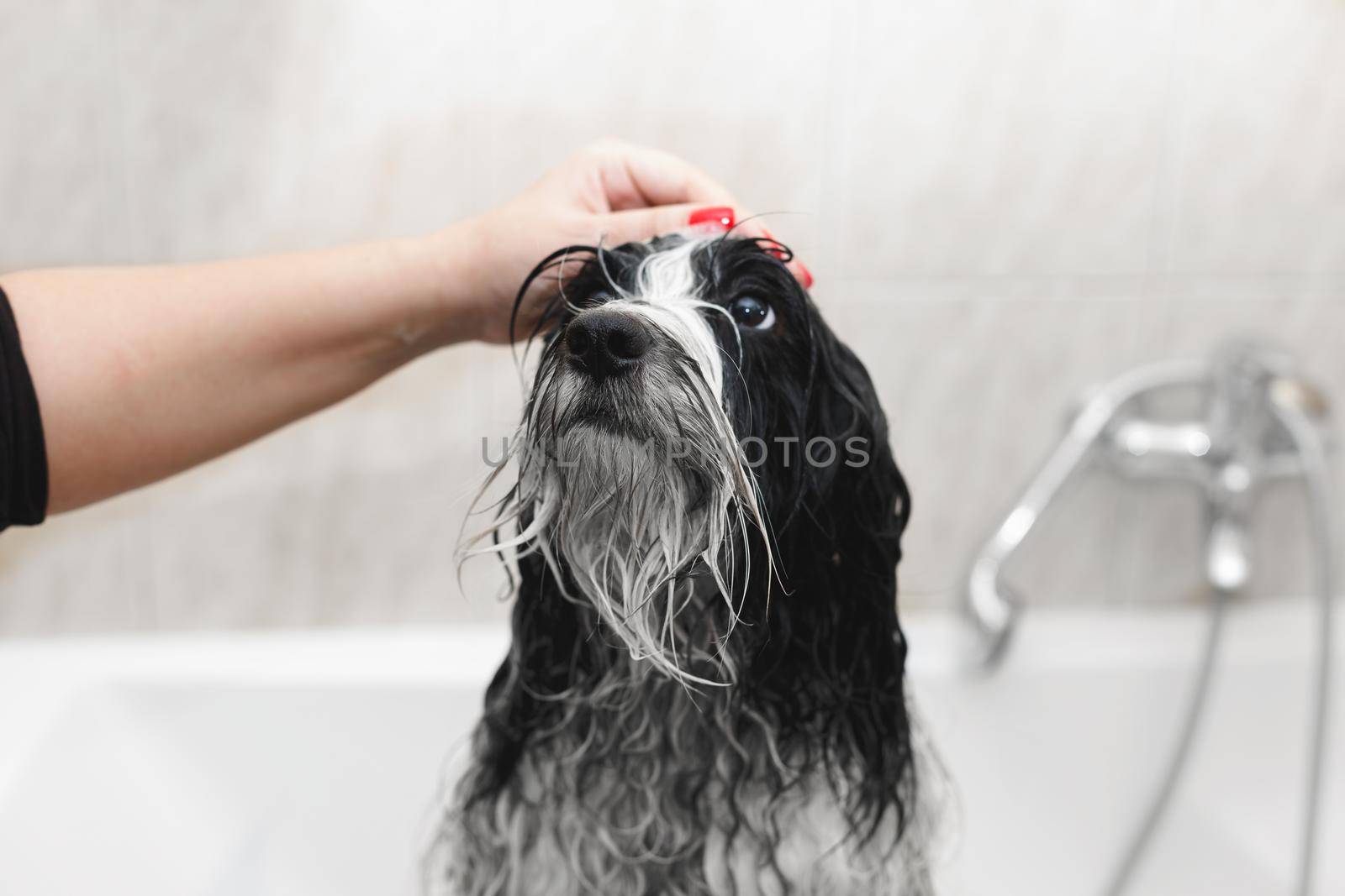 Bath time. Tibetan terrier dog  getting bath at home, selective focus, copy space