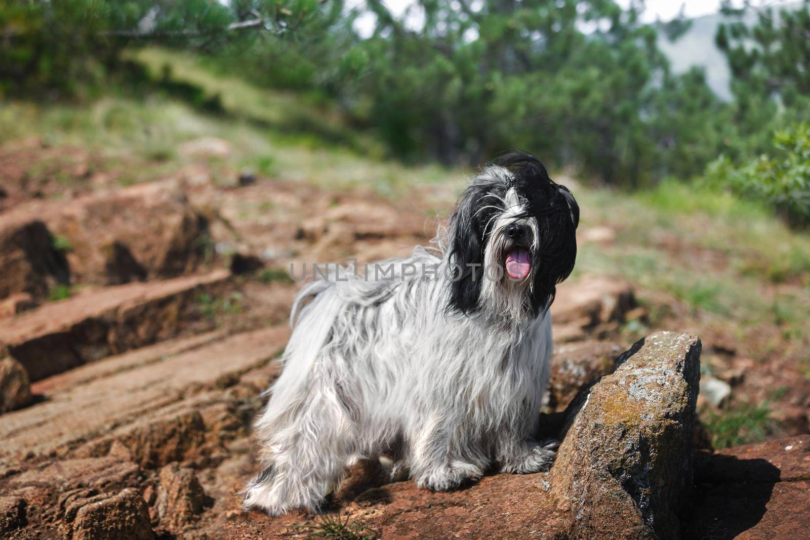 Tibetan terrier dog stands calmly on mountain cliff looking at camera with beautiful evergreen trees behind him. Selective focus, copy space by Slast20