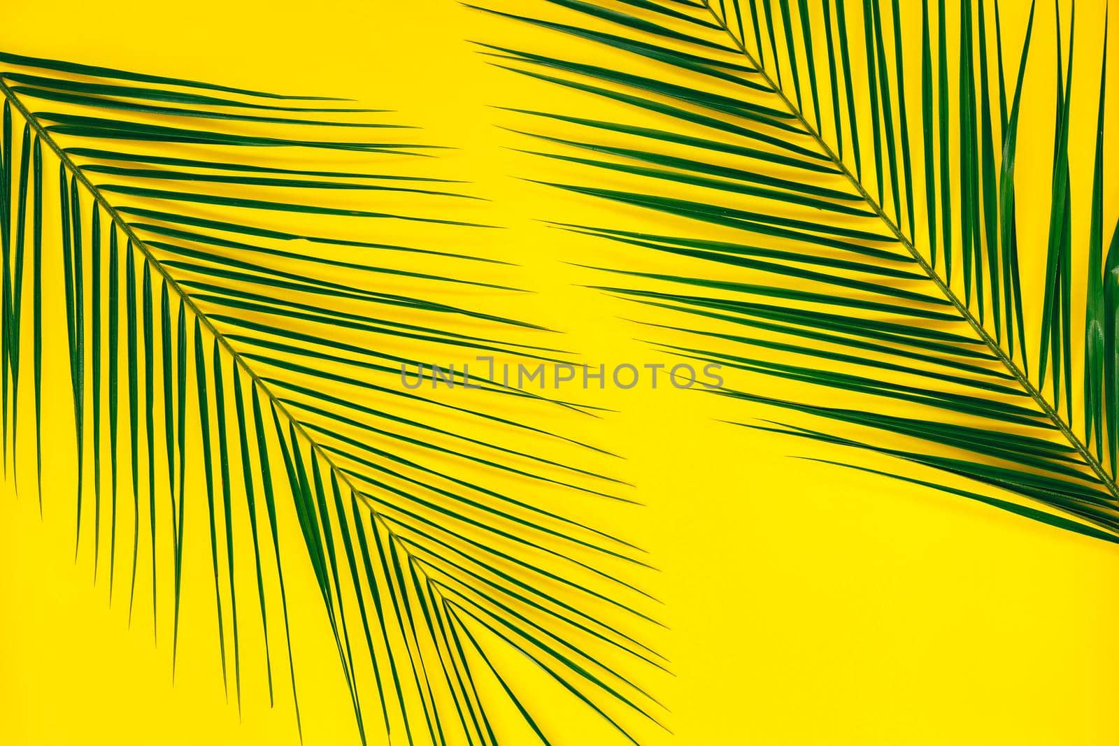 Tropical palm leaf on yellow background summer concept flat lay top view copy space