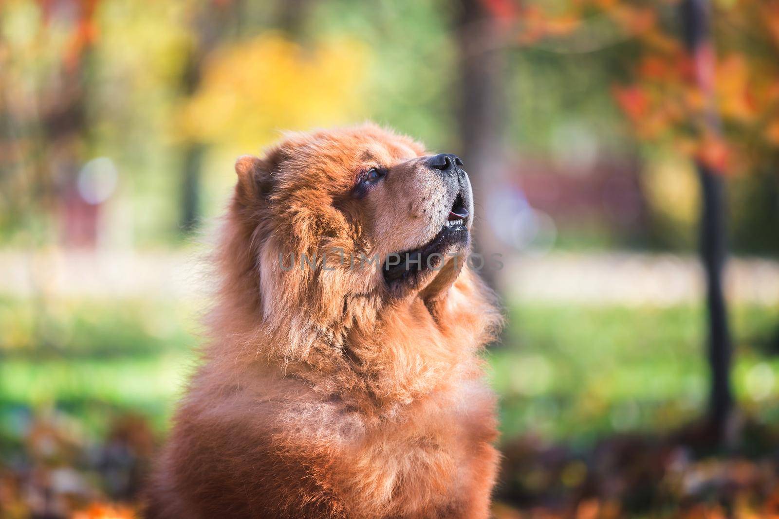 Chow Chow male dog sitting on the ground and looking to the owner. Autumn walk, selective focus by Slast20