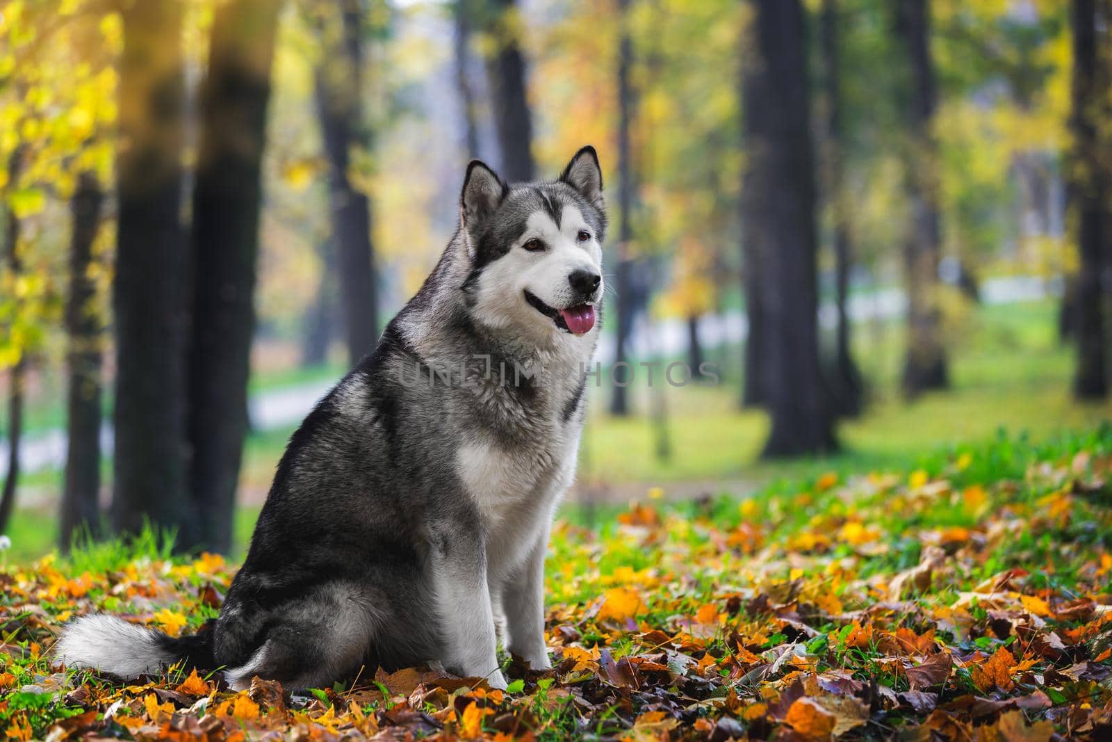 Beautiful Alaskan malamute dog sitting and looking with curiosity in autumn forest.  Selective focus, blank space by Slast20