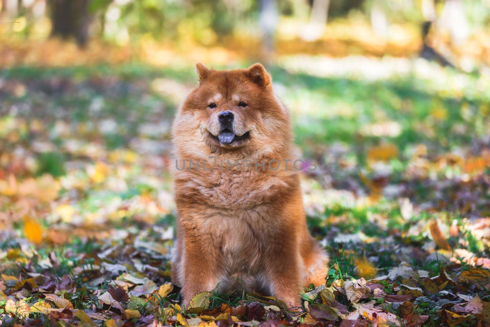 Portrait of beautiful Chow Chow female dog with tongue out sitting in the autumn forest among colorful leaves.  Selective focus, copy space by Slast20