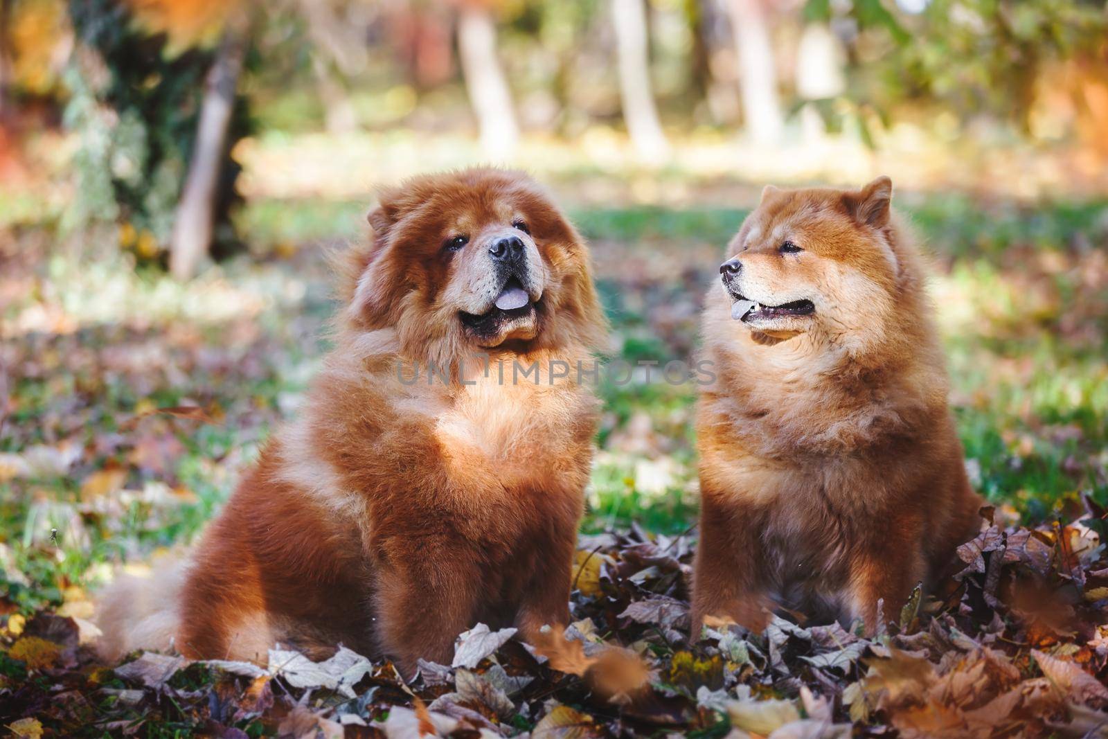 Beautiful Chow Chow  male and female dog sitting among autumn leaves  on sunny day, selective focus by Slast20