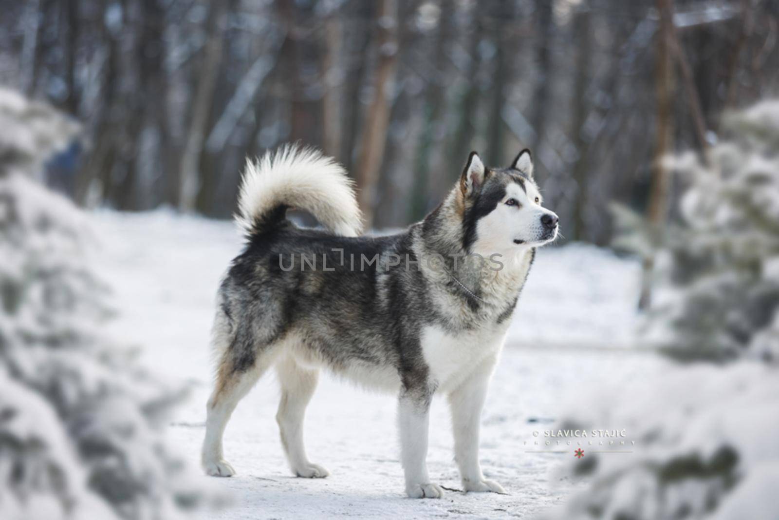Portrait of Alaskan malamute dog in snowy forest at winter walk. Selective focus, blank space