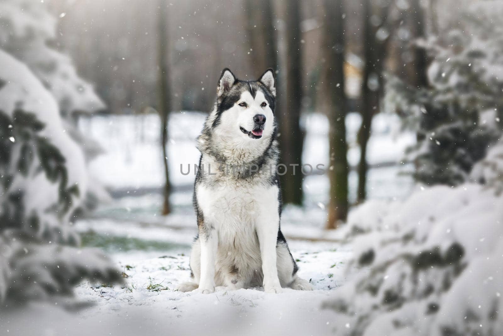 Alaskan malamute dog sitting  between pine trees in winter forest.  Selective focus, blank space by Slast20