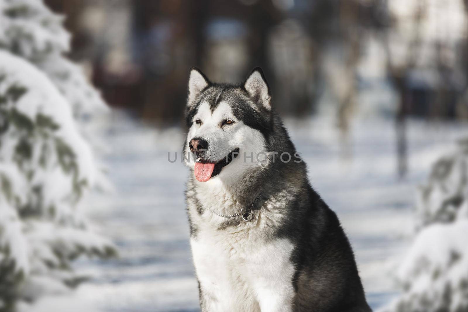 Alaskan malamute dog  enjoying snow  in winter forest during sunny day, close up
