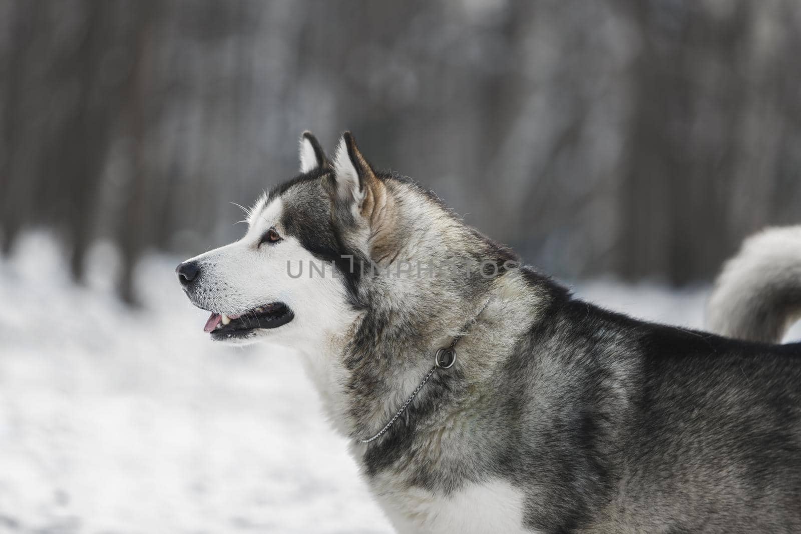 Side view of Alaskan malamute dog  on snow in winter forest on blurred background
