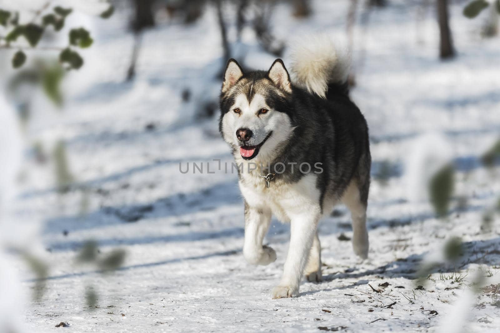 Alaskan malamute dog  running between trees in winter forest. Selective focus, blank space by Slast20