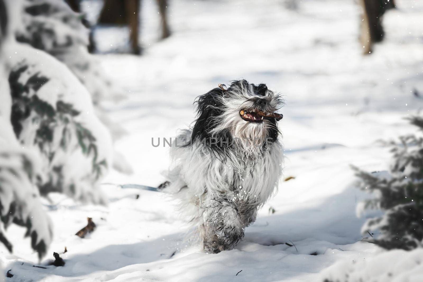 Tibetan terrier dog holding a small stick and running through the snow