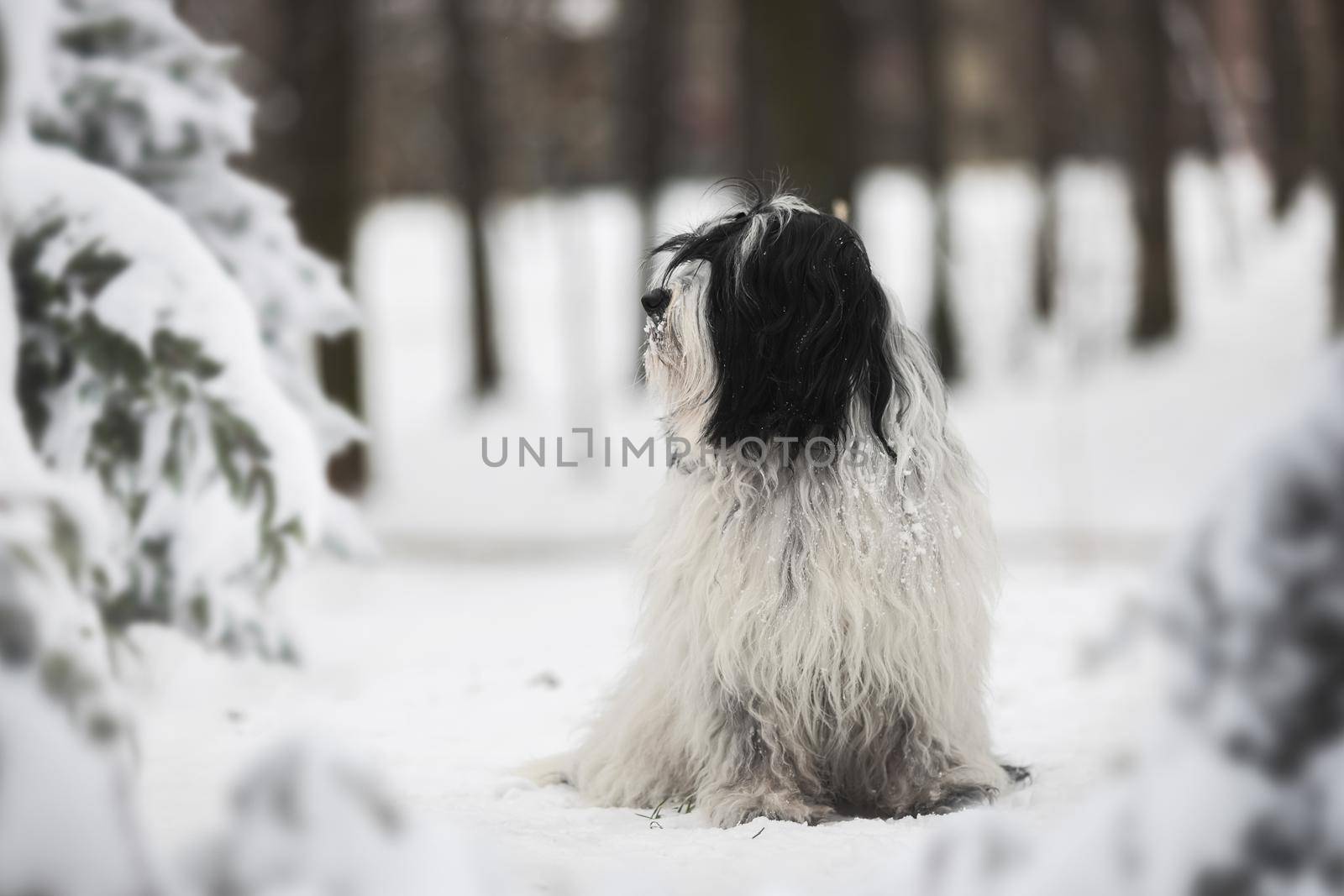 Tibetan terrier dog standing in freshly fallen snow and looking away. Profile view. Selective focus, blank space
