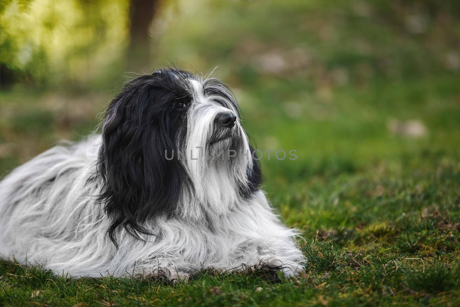 Tibetan terrier dog out for a walk relaxing in the nature in green grass field during spring.  Selective focus by Slast20