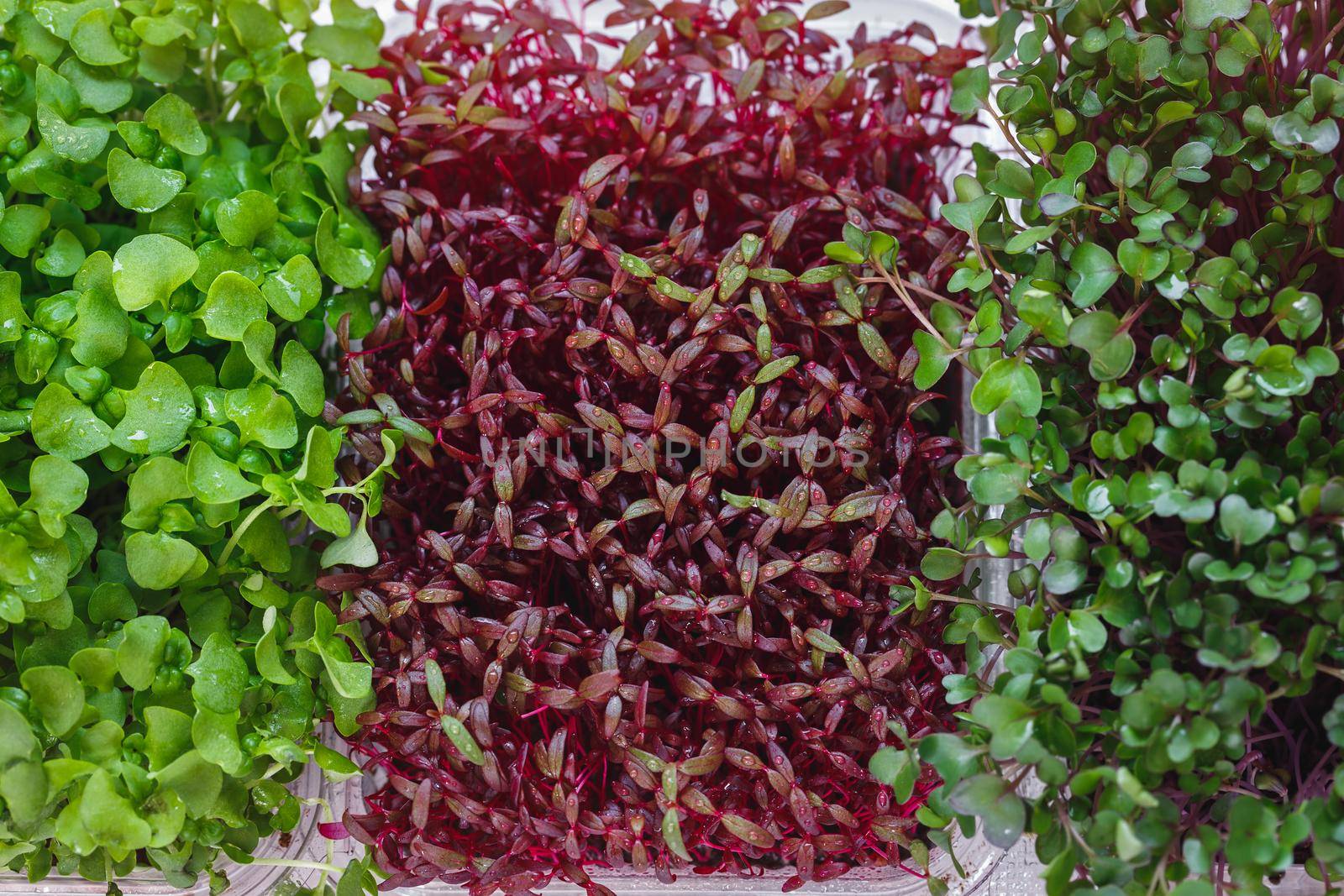 Growing Mircogreens: blue kohlrabi, red amaranth and daikon radish,  garden mix, close up, top view