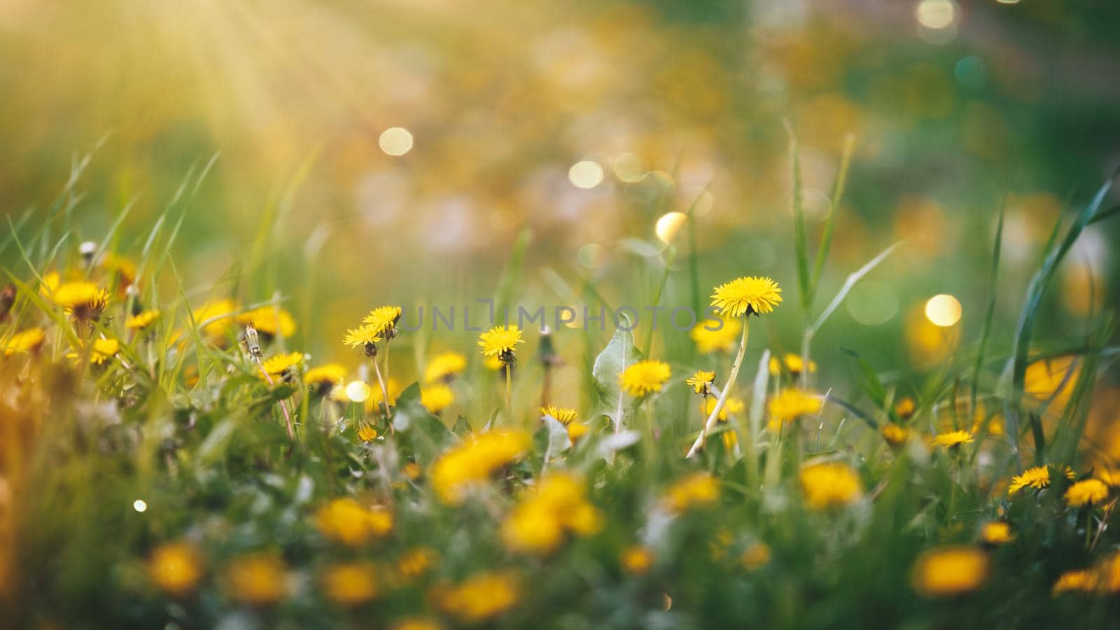 Spring Dandelions Flowers And Grass On Sunset In A Field. Selective focus, copy space by Slast20