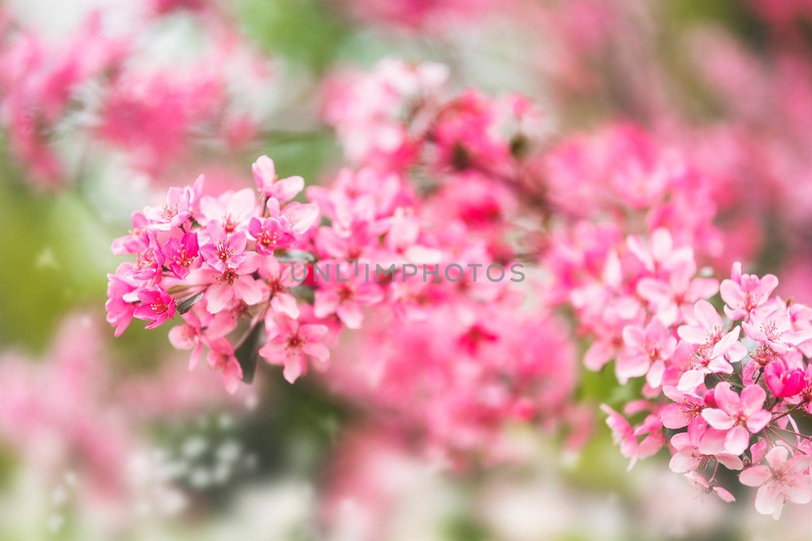 Cherry blossom in spring with with a nice bokeh.  Close up of cherry blossom blooms on branches in spring. Selective focus by Slast20