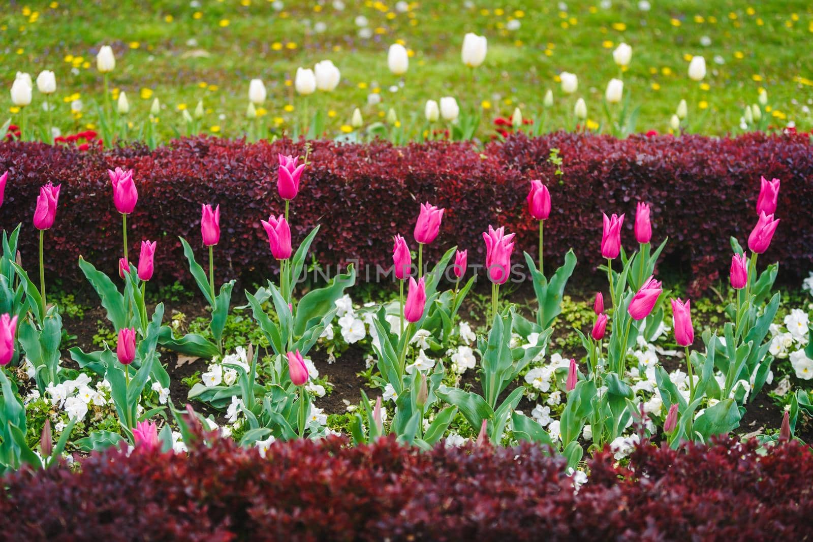 Beautiful Blooming Tulips In Spring Garden. Selective focus
