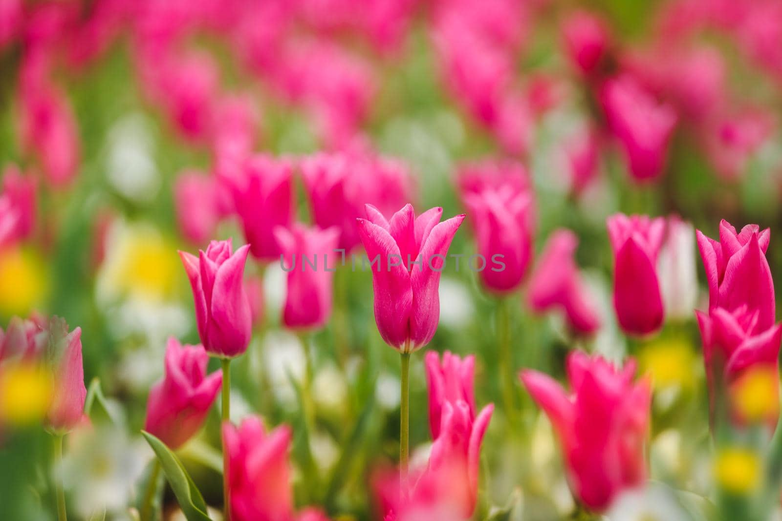 Field of blooming tulips in Spring, Close Up. Selective focus by Slast20