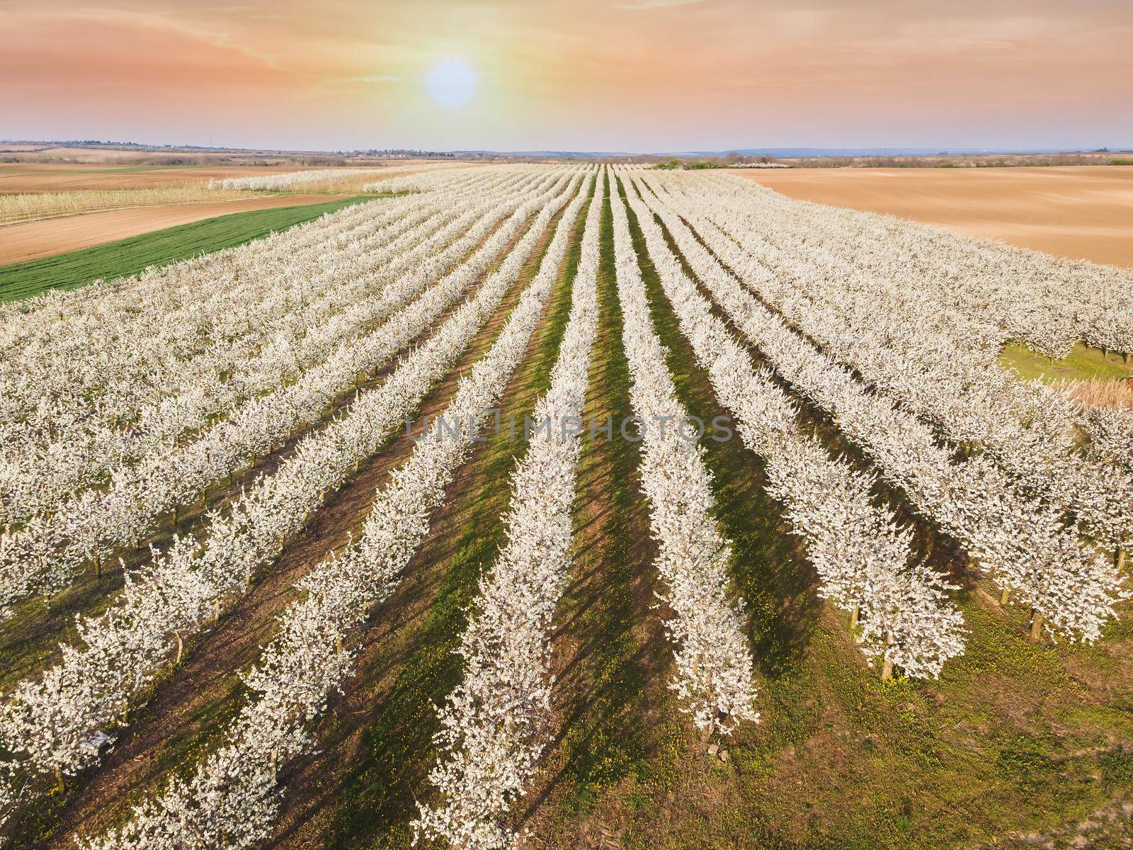 Blossom in springtime.  Rows of cherry trees in an orchard in spring, sunset, aerial view