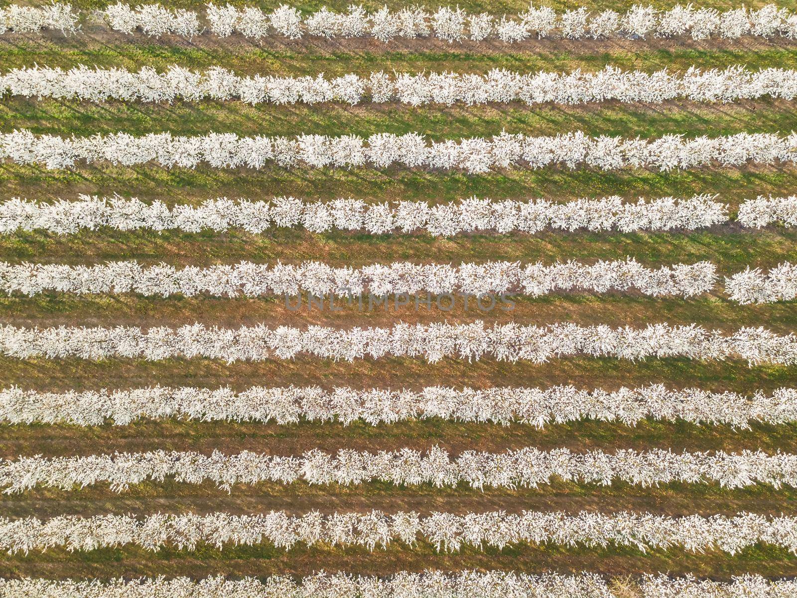 Rows of cherry trees in an orchard in spring, aerial view
