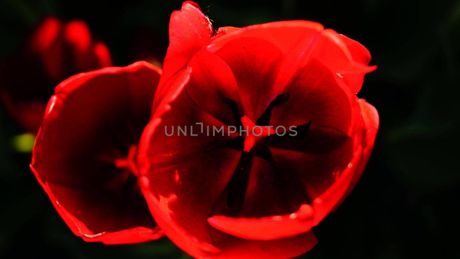 A close up of a flowers tulips red and black