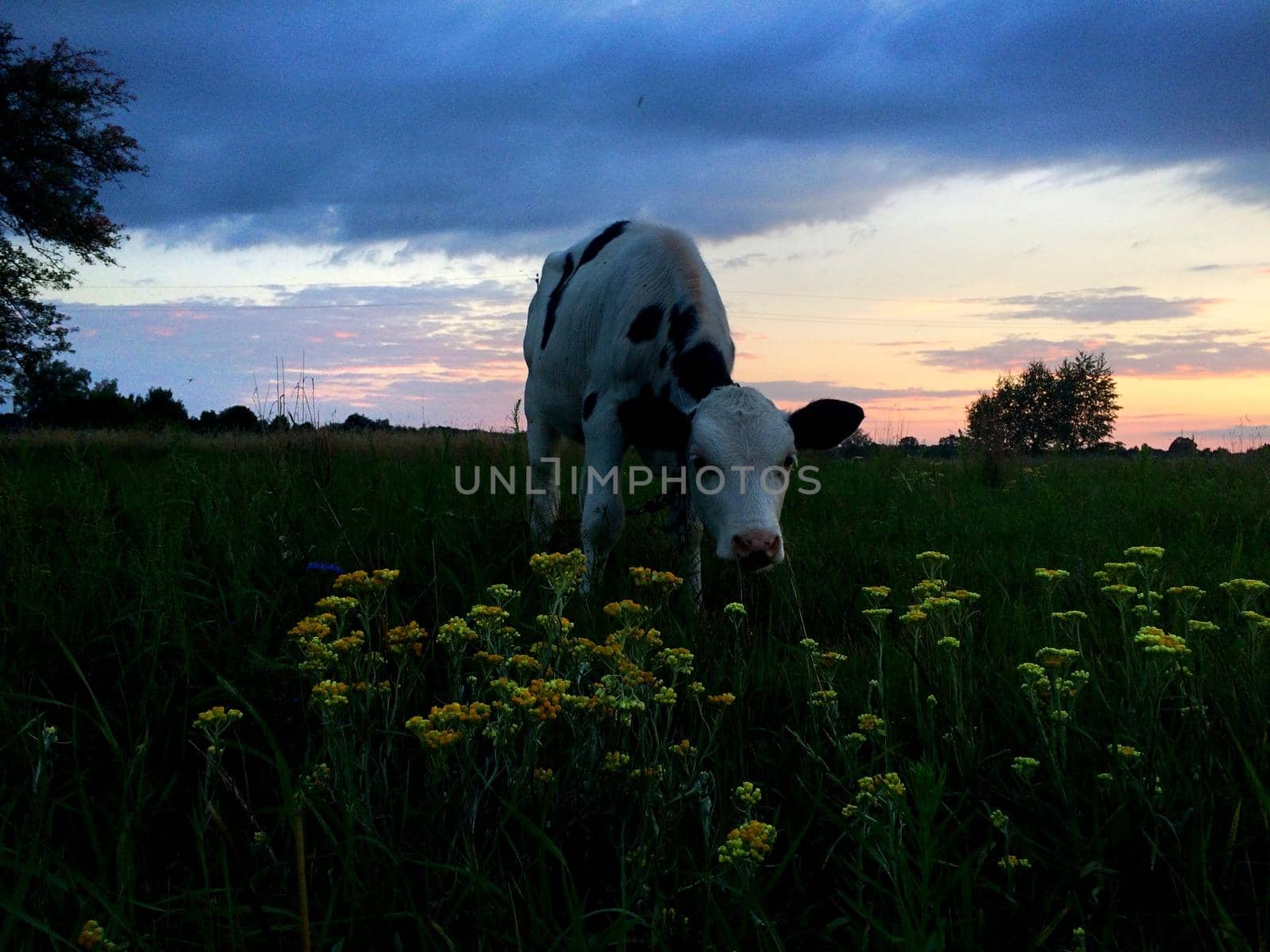 A baby cow calf in the middle of a field on sunset