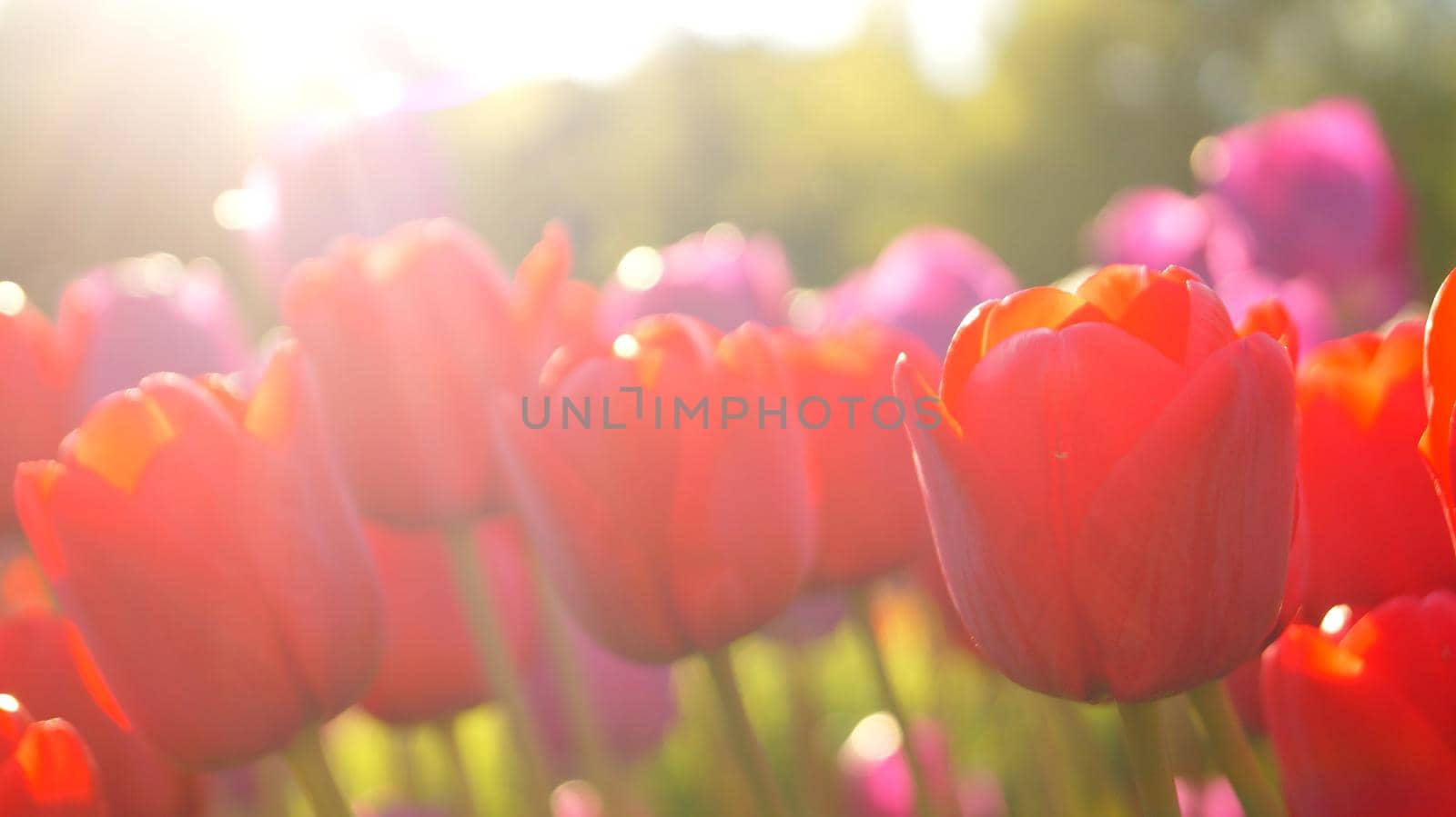 A close up of a flowers tulips red and purple