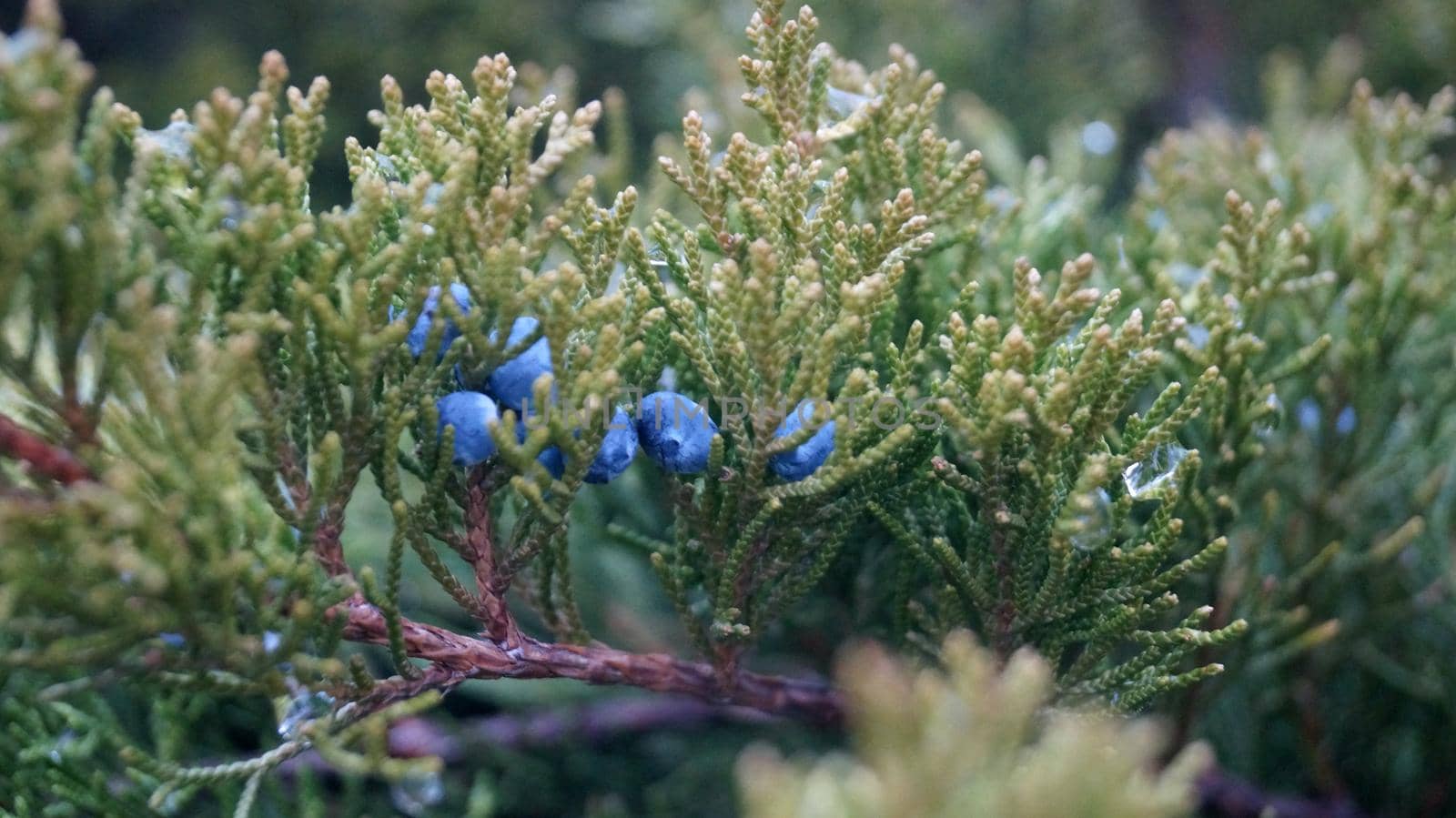 A close up of blue berries on a tree