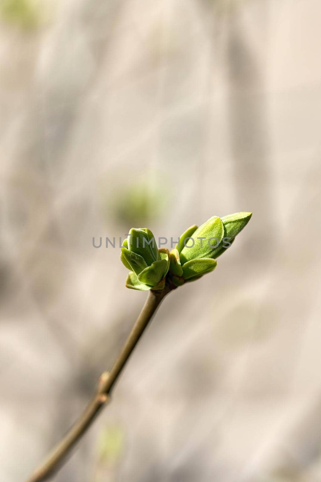 Young leaves bloom from buds on trees in spring by vizland