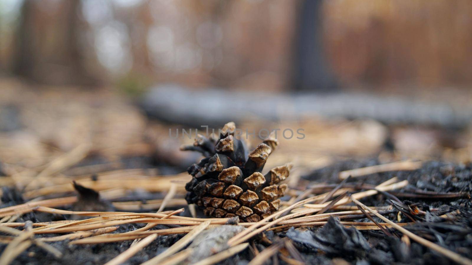 A close up of a cone