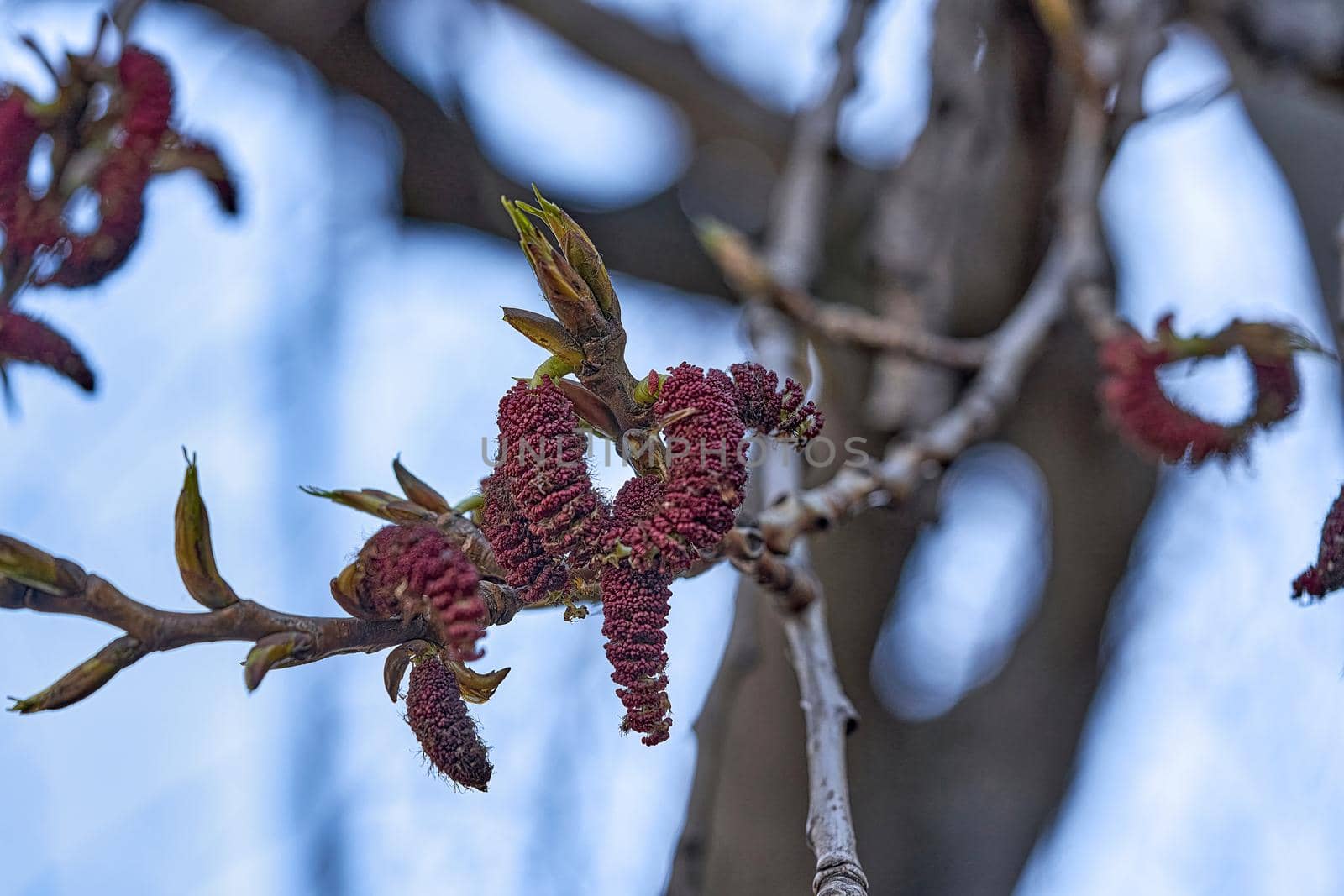 Young leaves bloom from buds on trees in spring by vizland