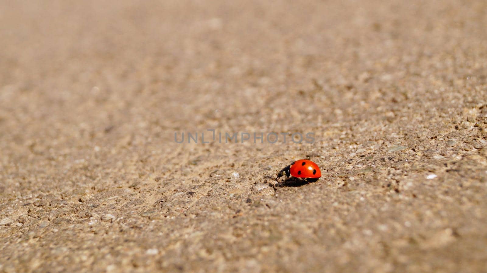 A close up of a ladybug. Macro. Insect