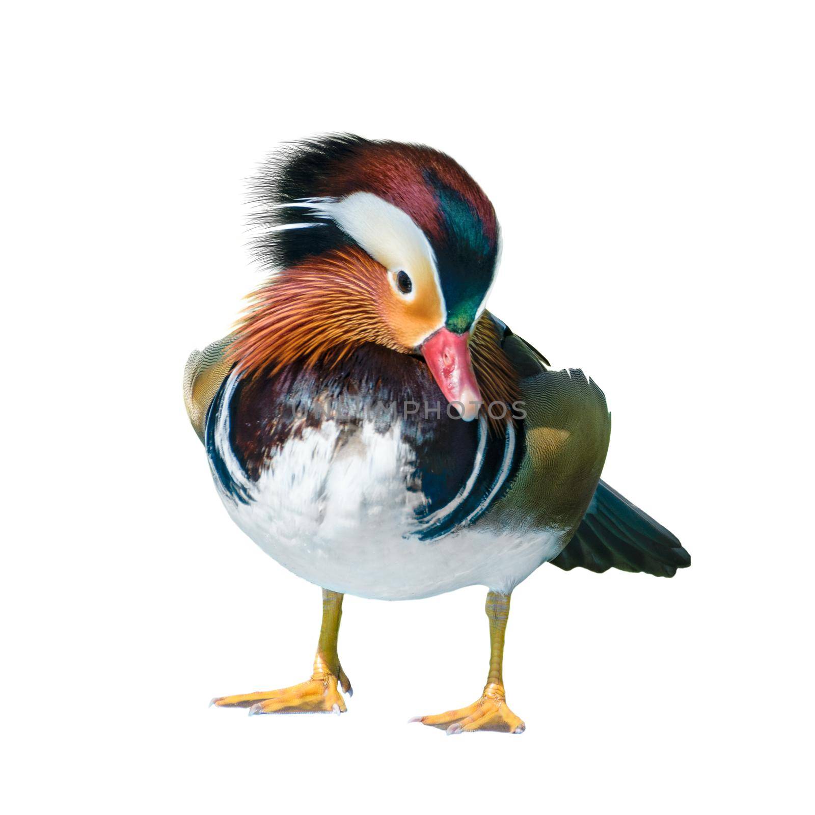 Male Mandarin Duck or Aix Galericulata, Wild duck was introduced as a pet is a colorful standing cleaning feather happily isolated on white background