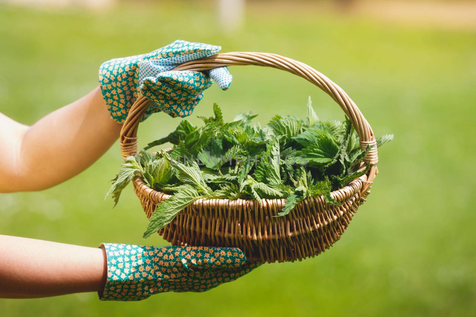 Freshly Picked Nettle. Woman holding a basket of fresh stinging nettles with garden gloves, selective focus by Slast20
