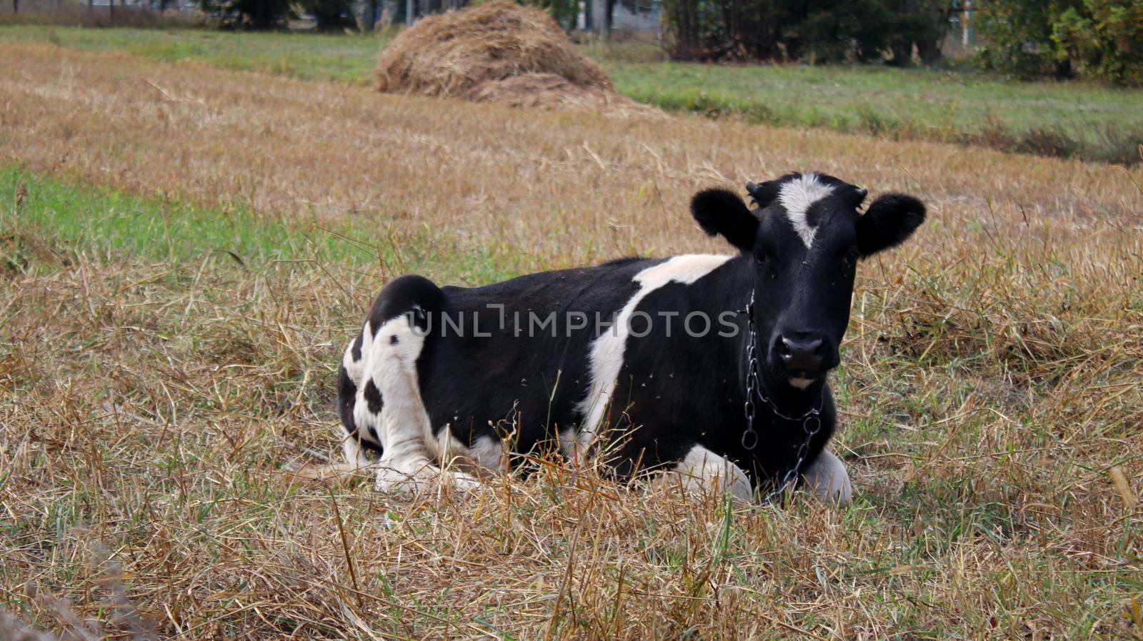 A brown and white cow lying on top of a dry grass field in a village