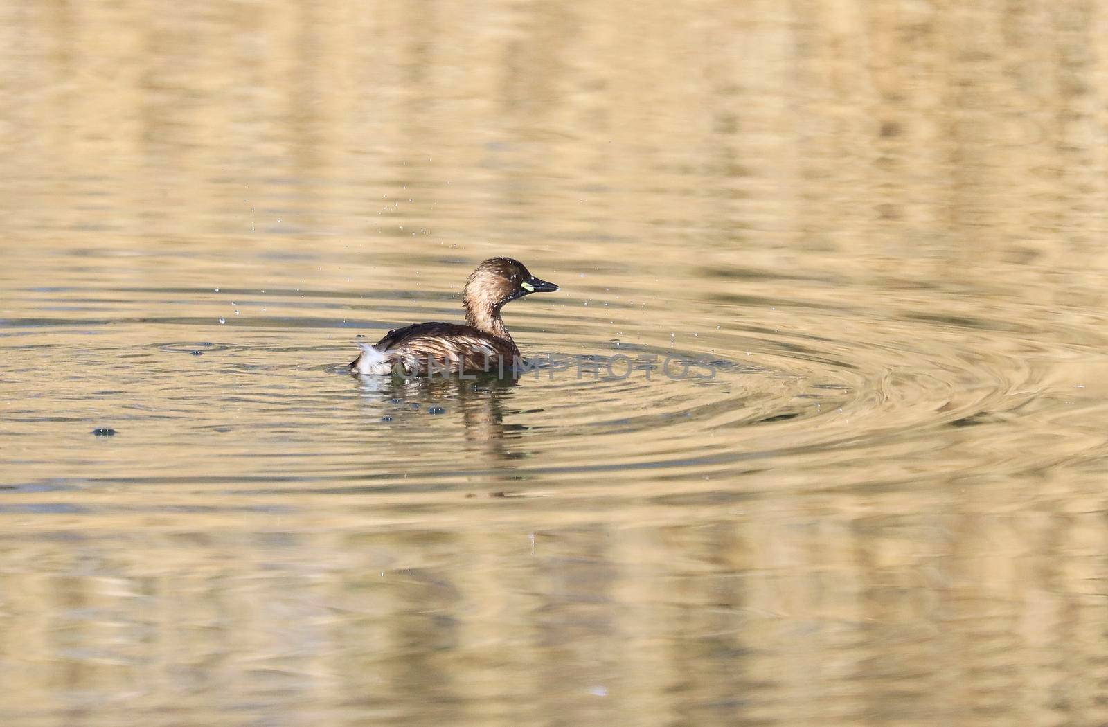 A Little Grebe in a Park, Ziegeleipark, Heilbronn, Germany by Weltblick