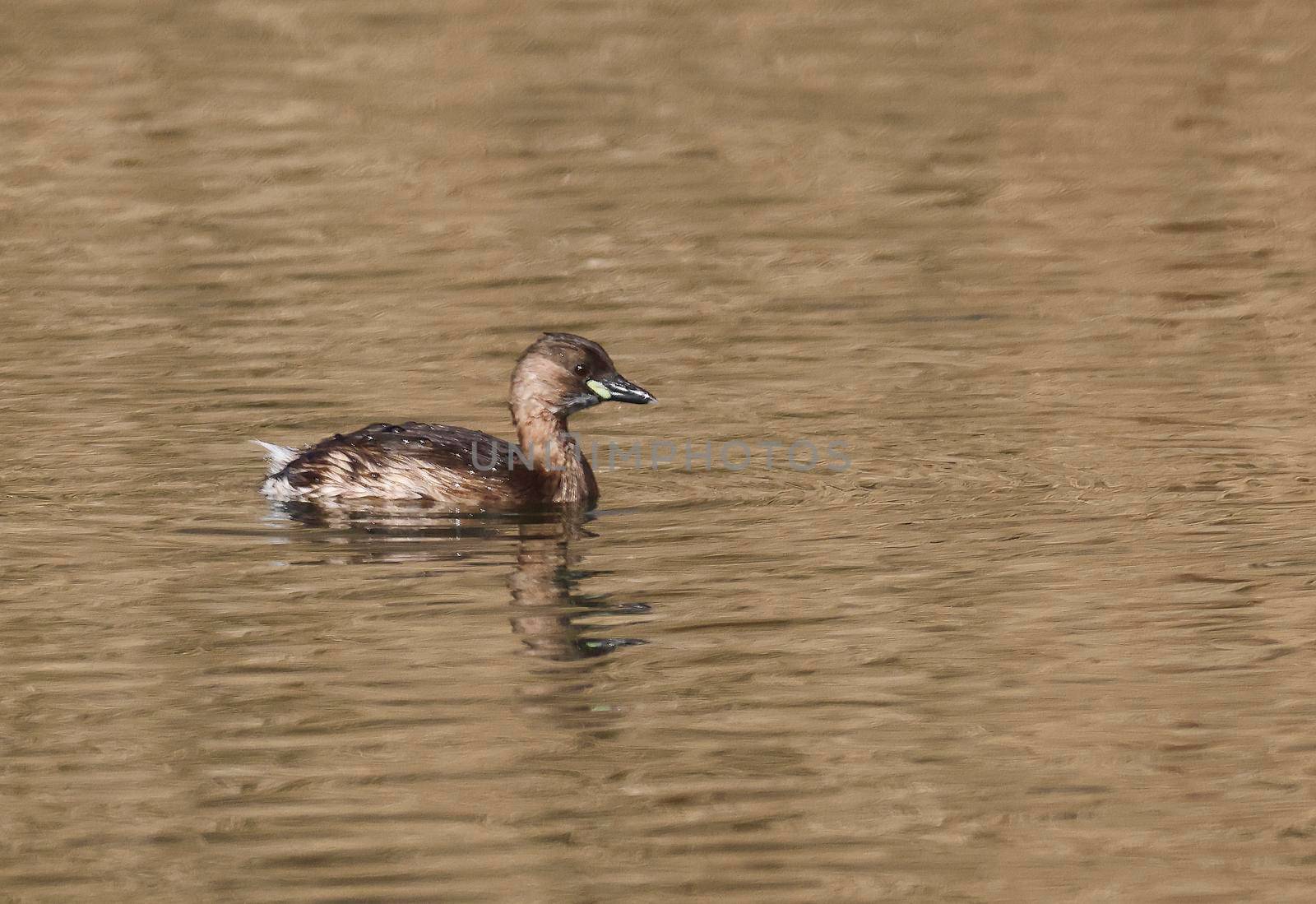 A Little Grebe in a Park, Ziegeleipark, Heilbronn, Germany by Weltblick