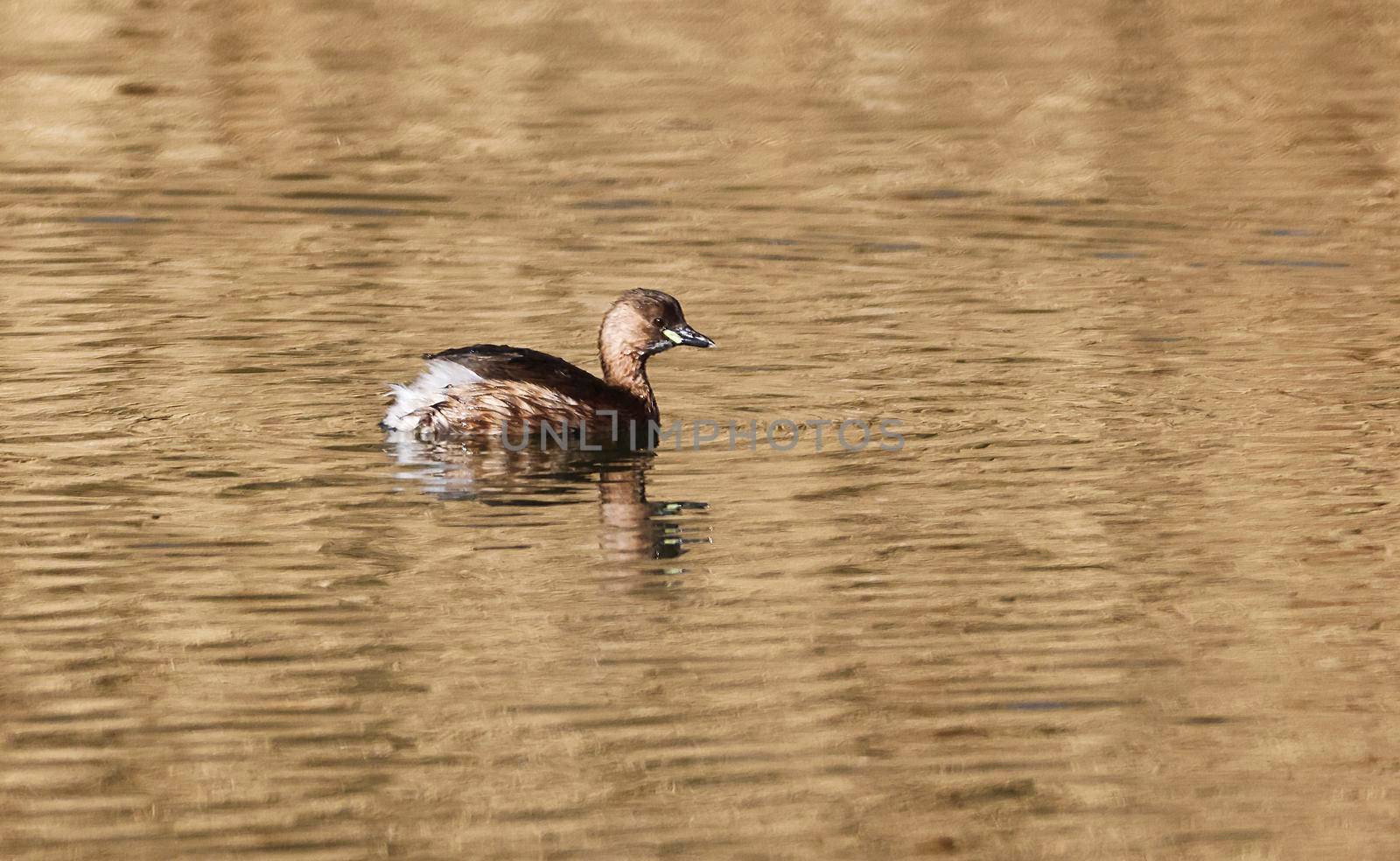 A Little Grebe in a Park, Ziegeleipark, Heilbronn, Germany by Weltblick