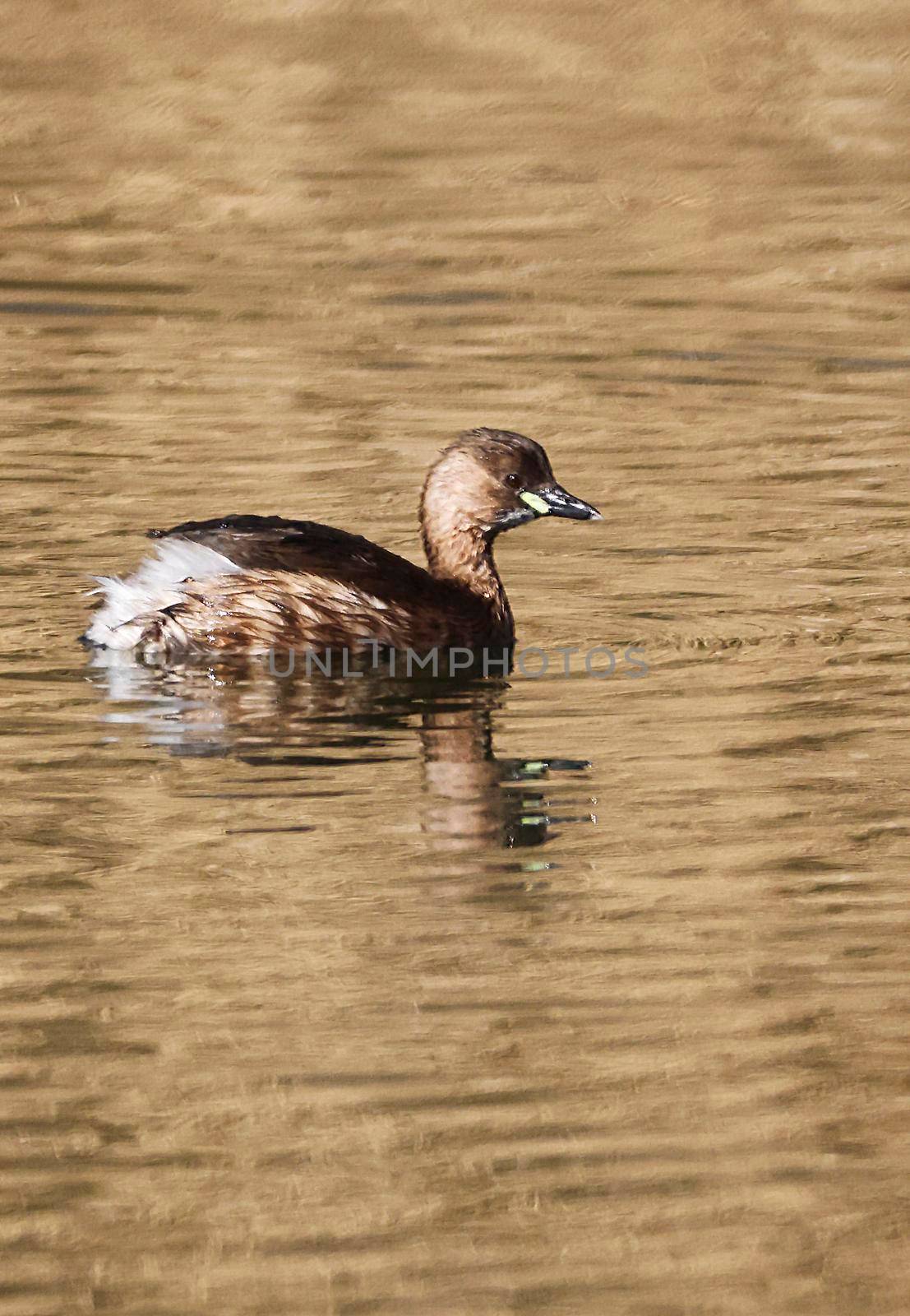 A Little Grebe in a Park, Ziegeleipark, Heilbronn, Germany