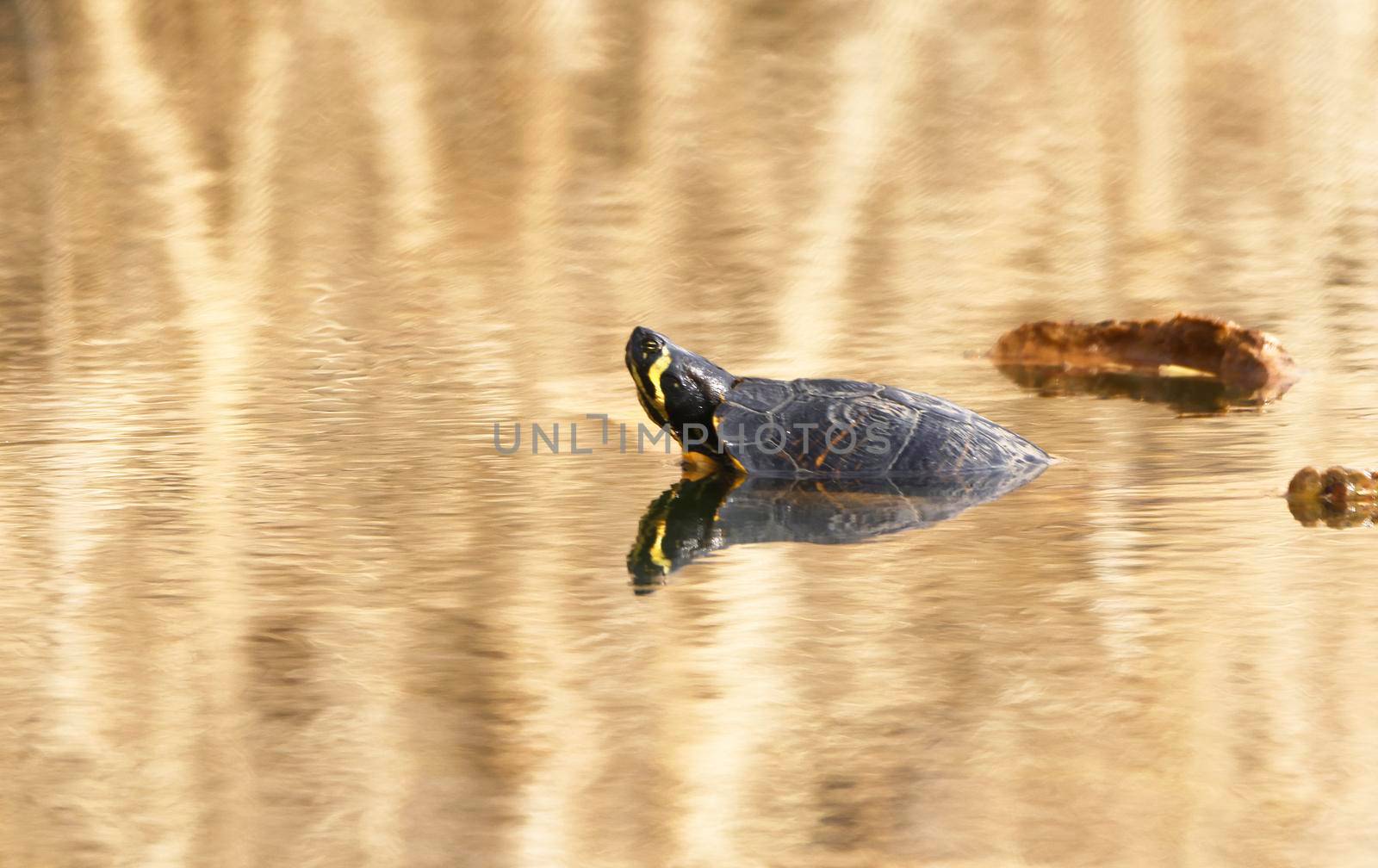 A Yellow-bellied slider (Trachemys scripta scripta) in the Ziegeleipark Heilbronn, Germany, Europe by Weltblick