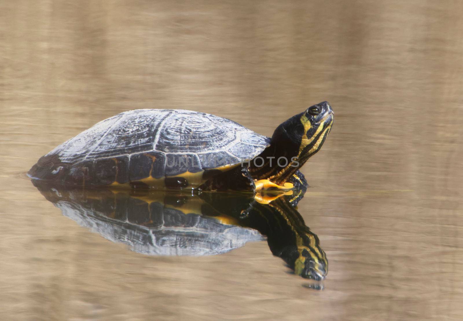 A Yellow-bellied slider (Trachemys scripta scripta) in the Ziegeleipark Heilbronn, Germany, Europe