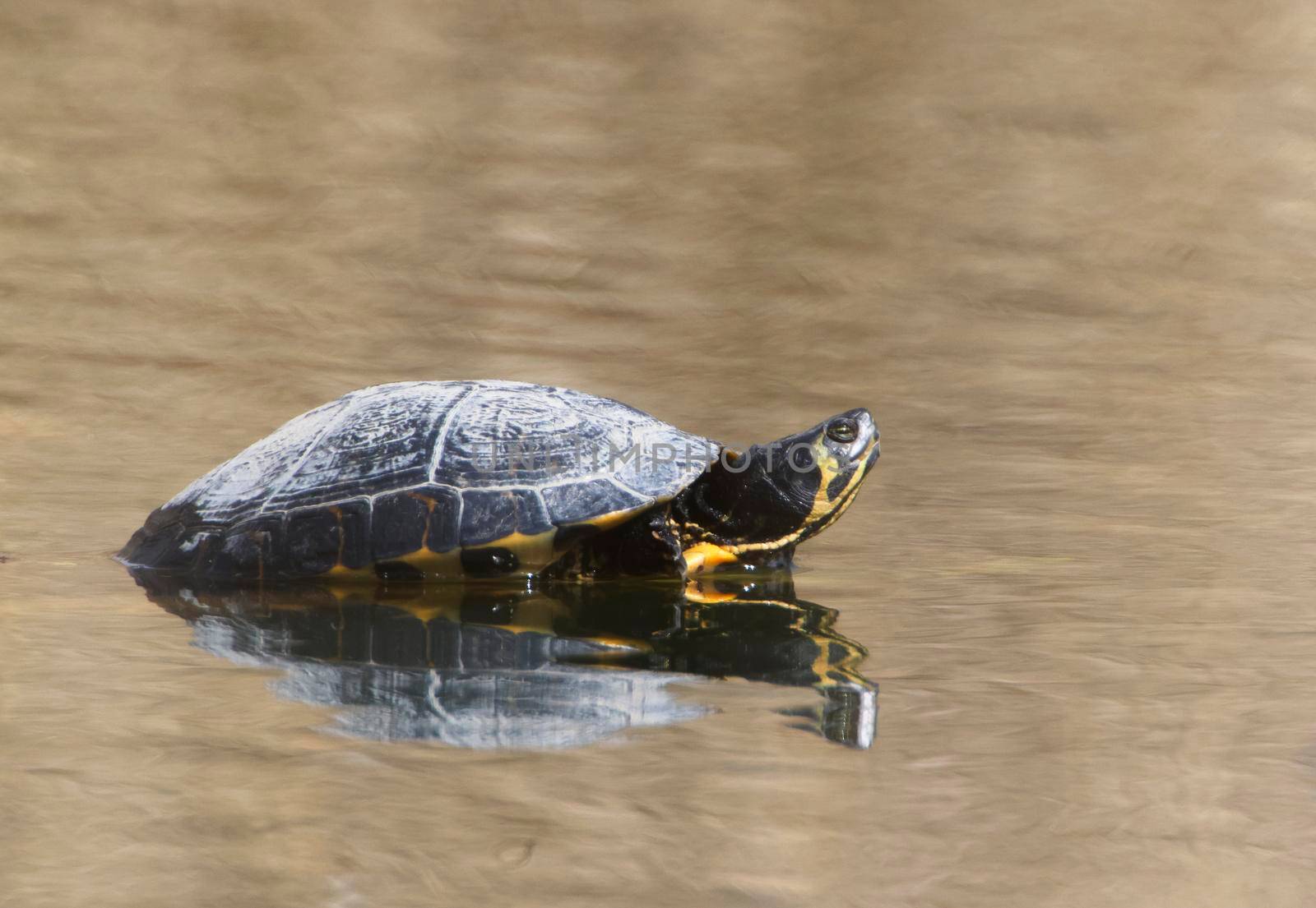 A Yellow-bellied slider (Trachemys scripta scripta) in the Ziegeleipark Heilbronn, Germany, Europe by Weltblick