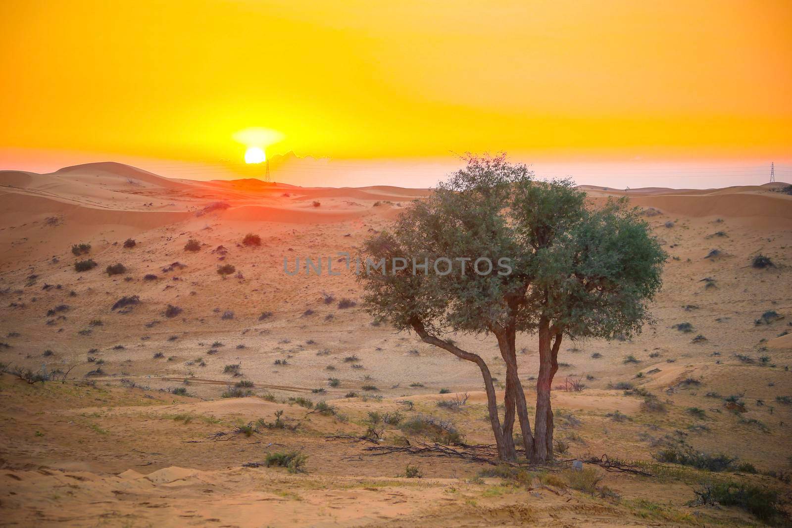 The Desert in Ras al Khaimah, United Arab Emirates, Asia  by Weltblick